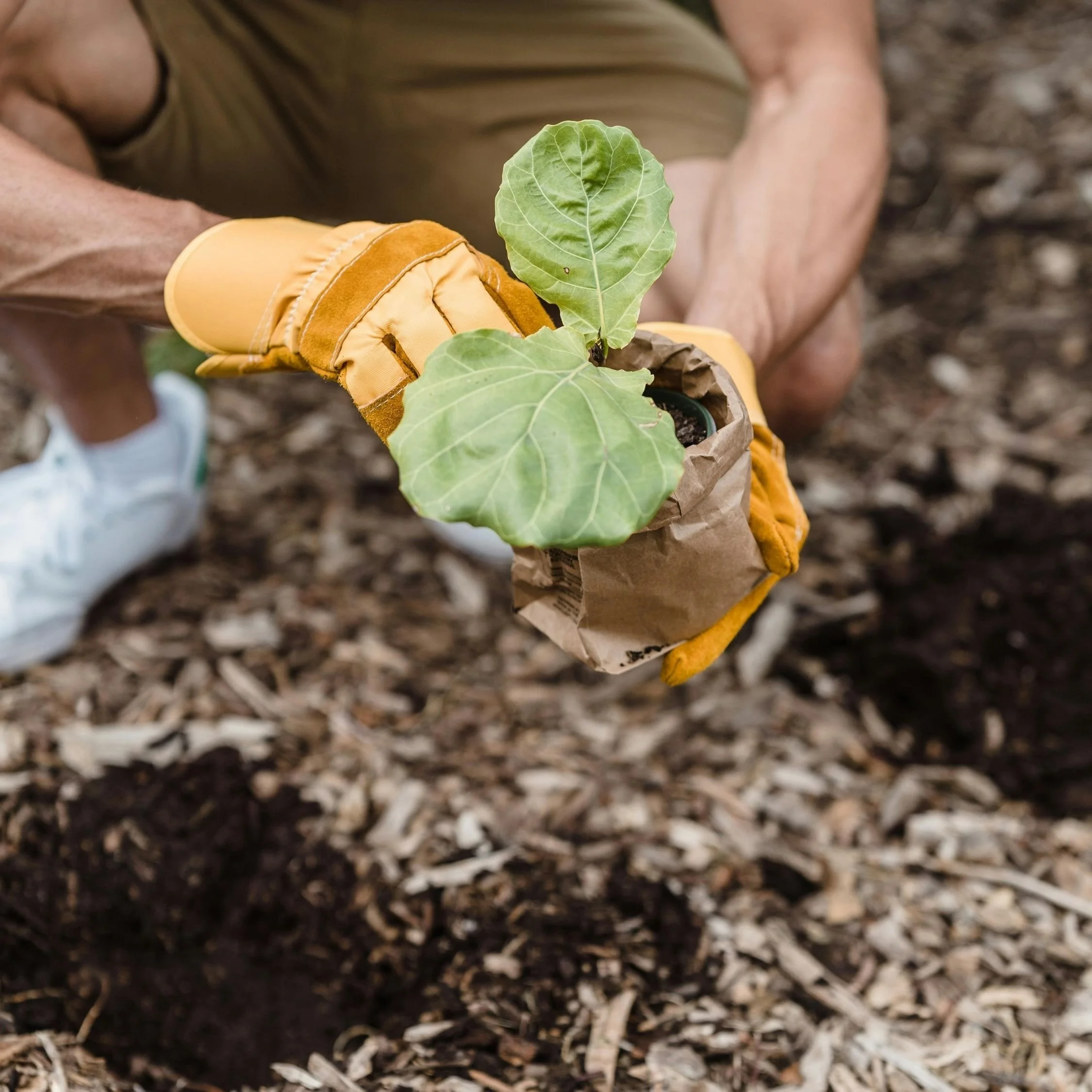 Community volunteer planting.jpg
