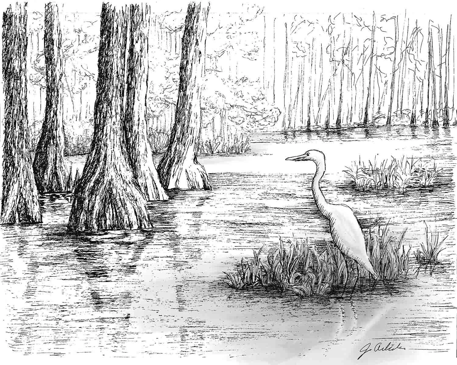 Hand drawn ink sketch of egret in marshes of a bayou