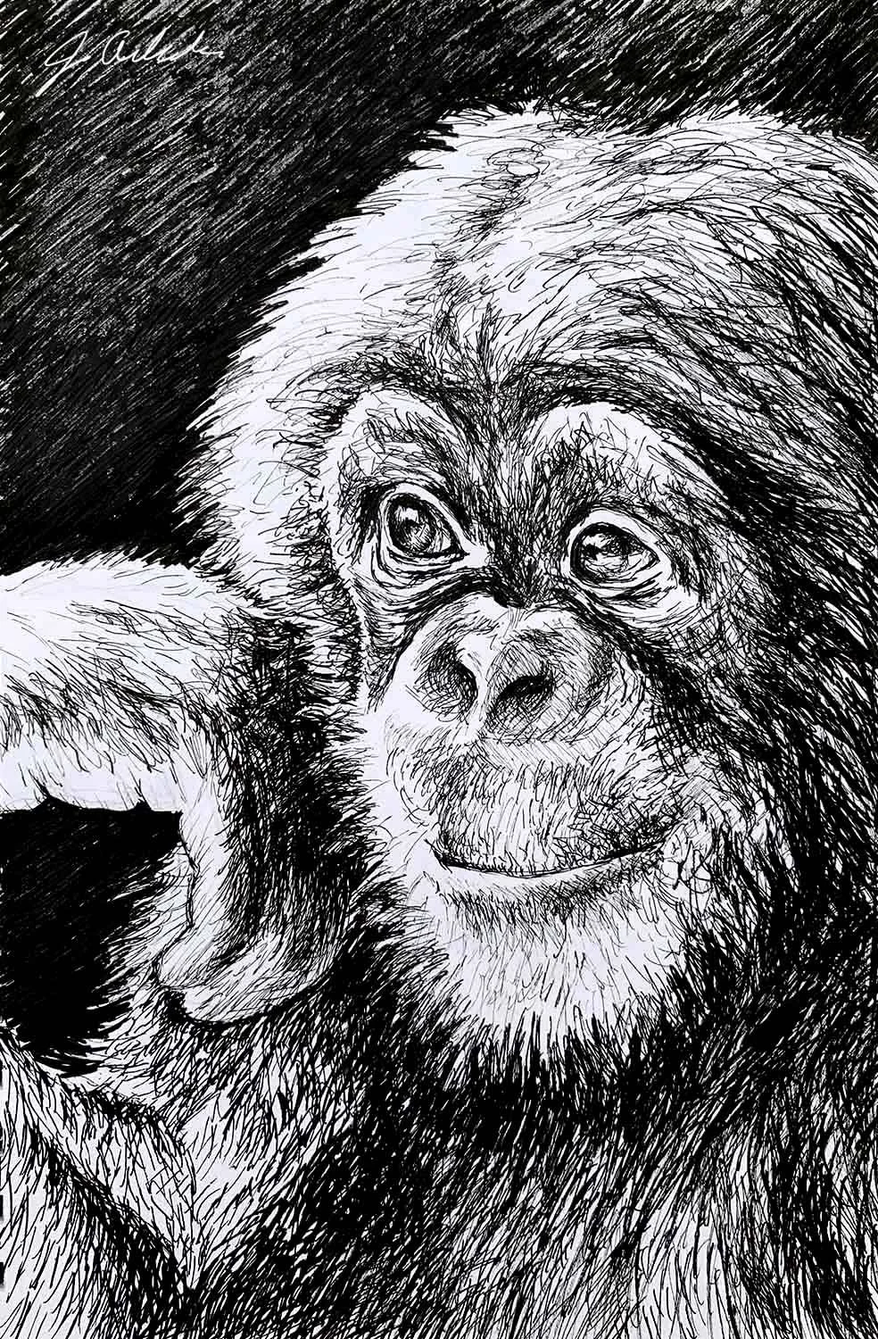 Hand drawn ink sketch of gorilla face
