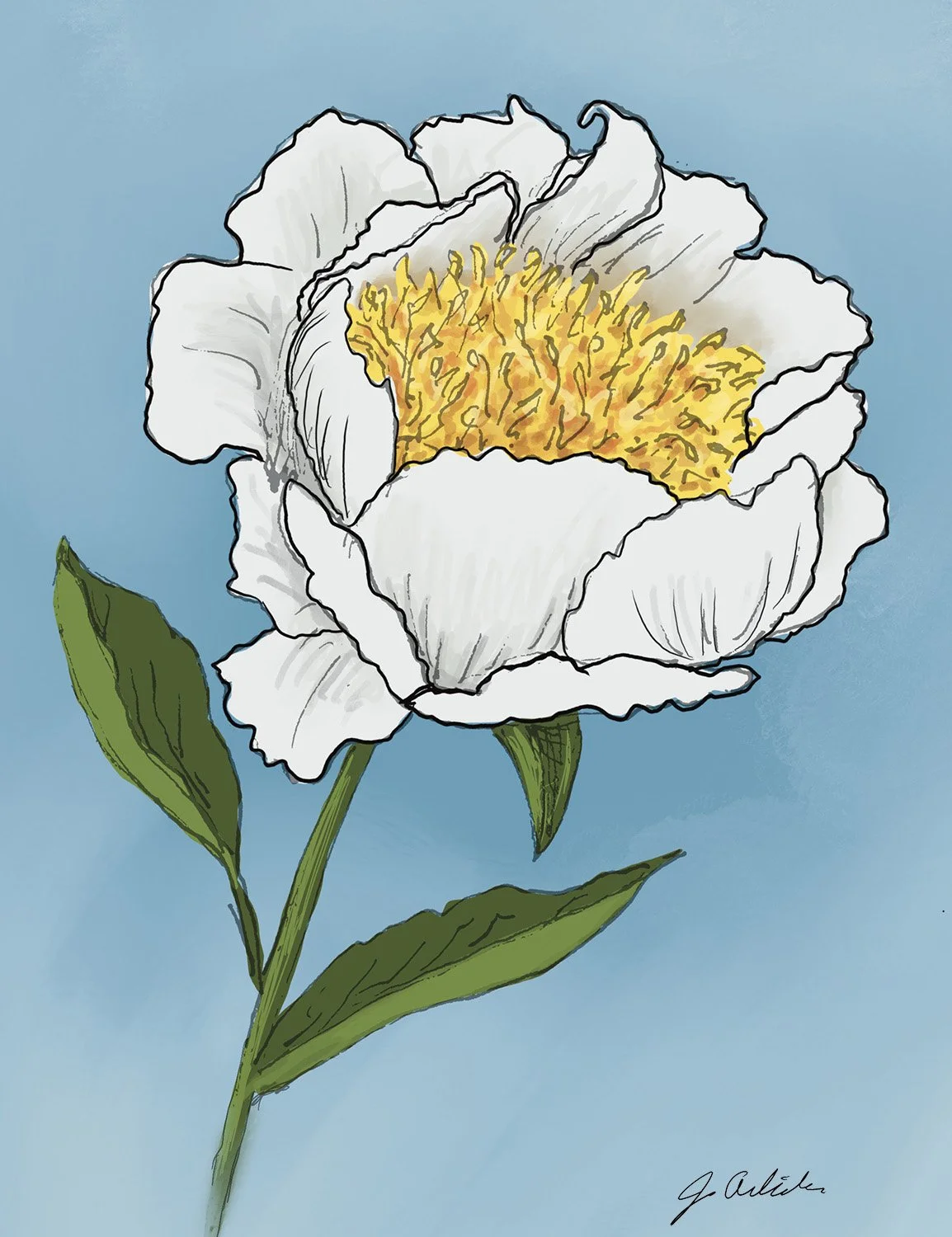 Digitally drawn white peony against a blue background
