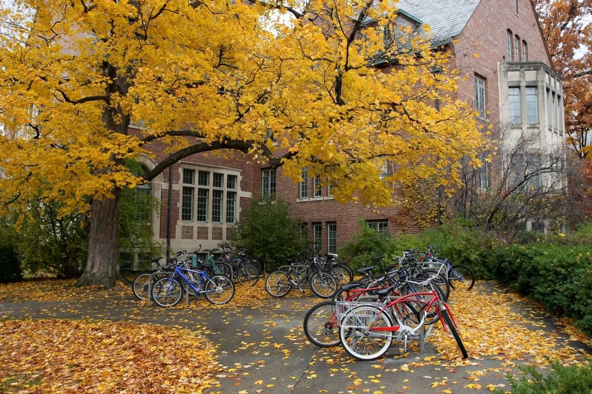 Ivy league school campus in the fall with bright yellow trees and bicycles.