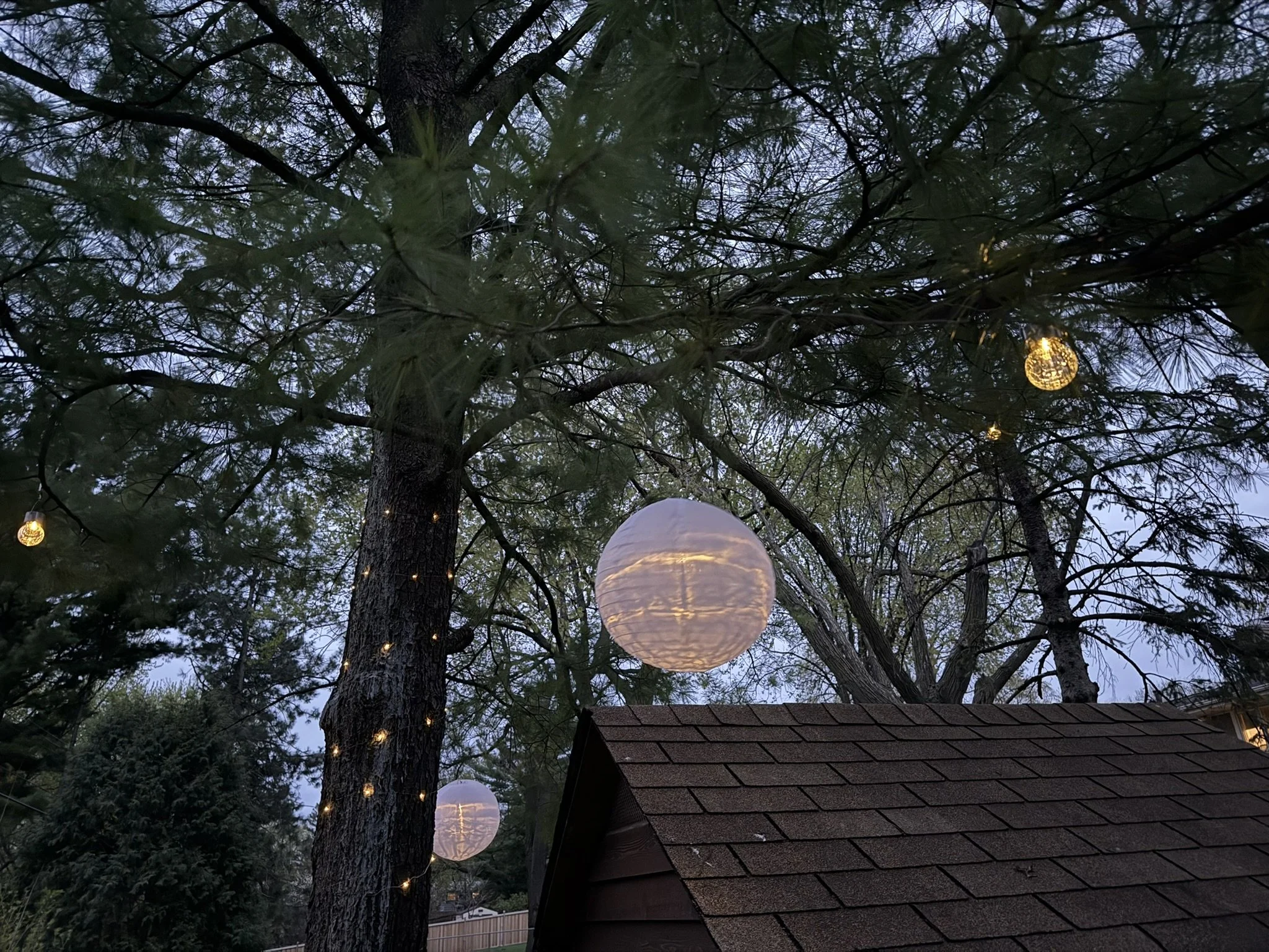 A backyard scene at dusk with tall trees, hanging lantern lights