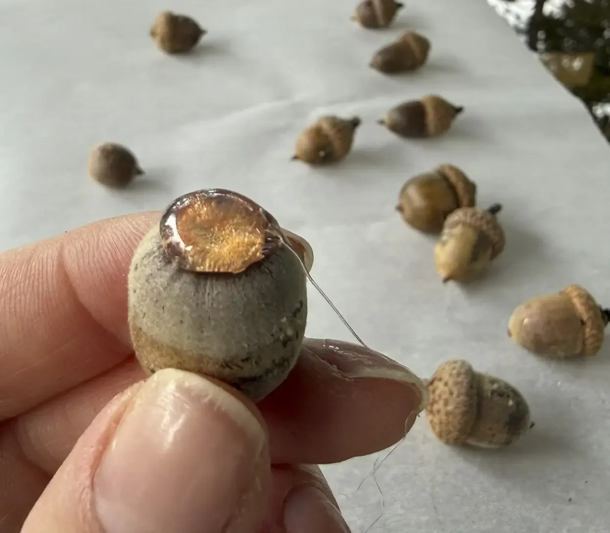 Close-up of a person holding an acorn, with a dab of clear hot glue on top; multiple seed pods scattered on white surface in background.