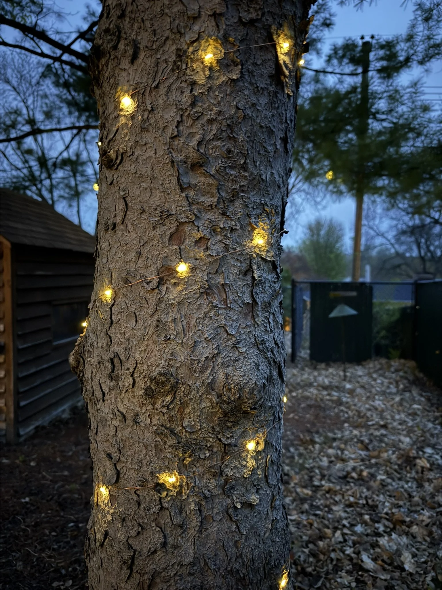 Tree trunk decorated with yellow fairy lights, with a backyard fence and trees in the evening background.