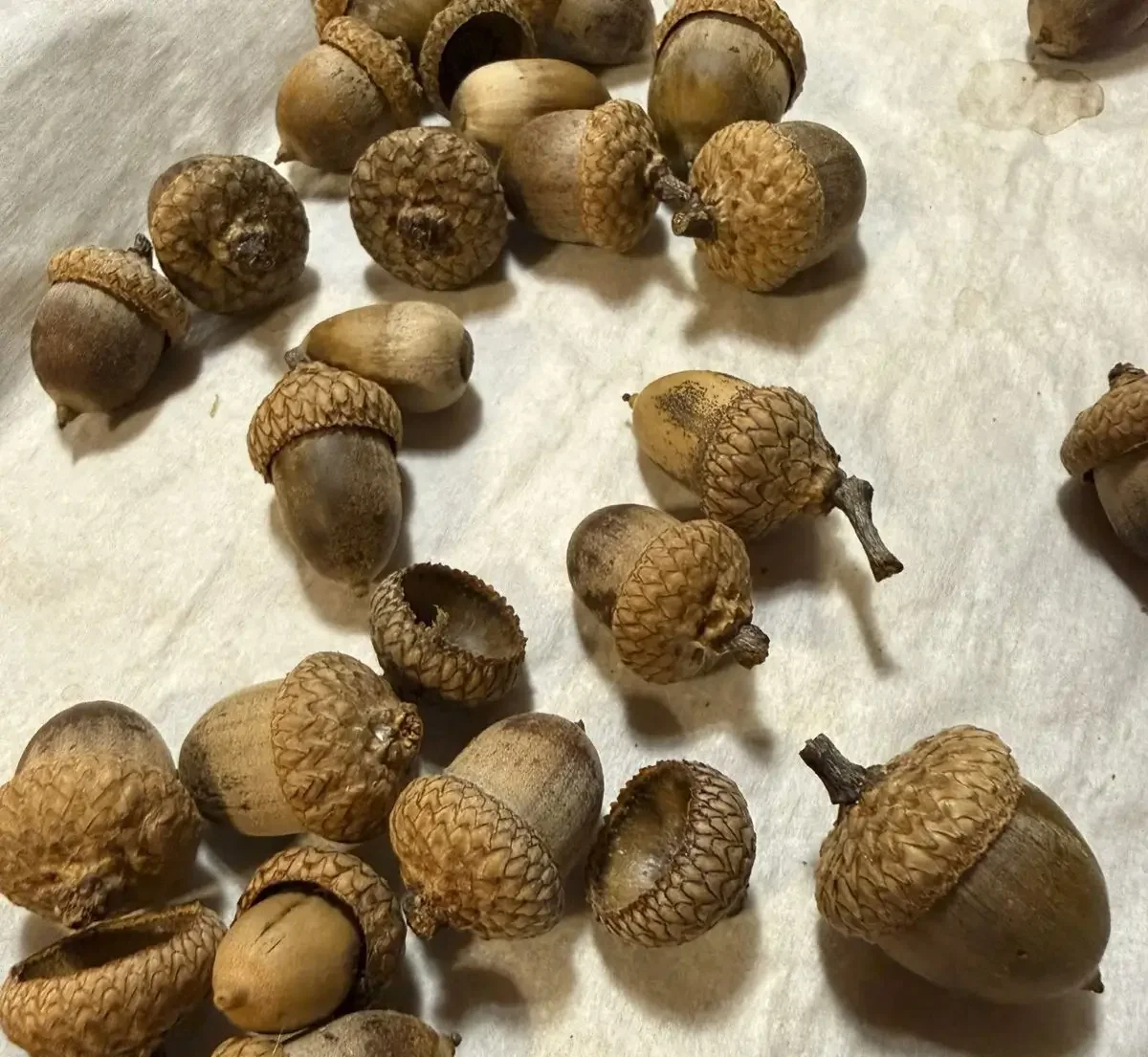 A collection of small brown acorns scattered on parchment paper.