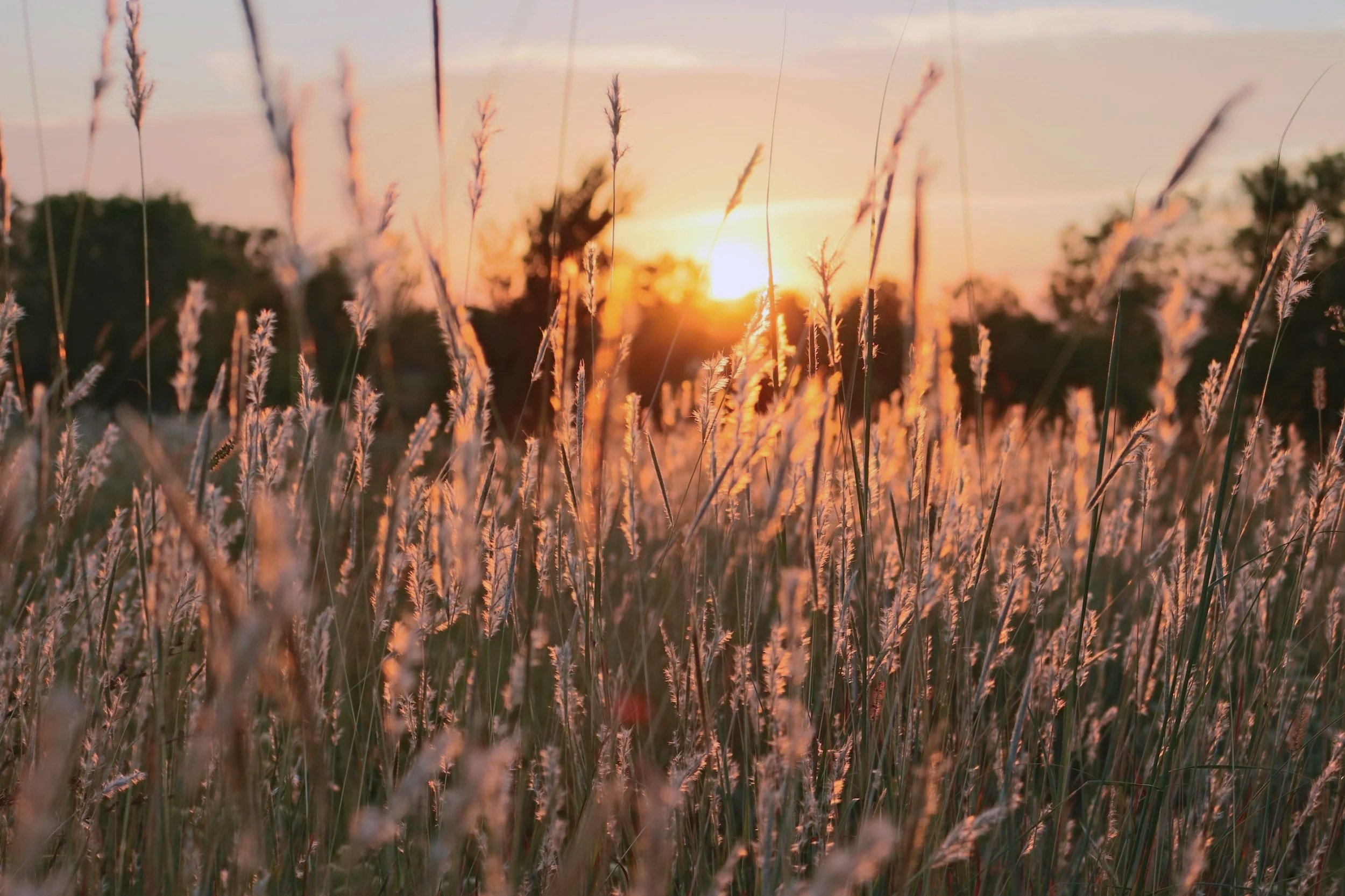 Tall grass or wheat with a sunset in the background, creating a warm, glowing scene.