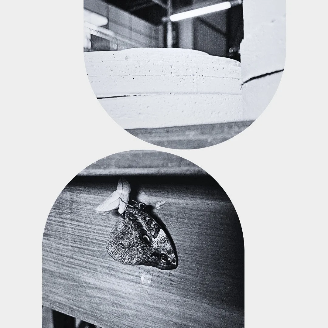 A cria&ccedil;&atilde;o de um design &eacute; como a arte da natureza: ambas buscam harmonia e funcionalidade.

A BAUZ integra a natureza das formas &agrave; harmonia dos ambientes, e a funcionalidade alinhada &agrave; beleza.

#Design #Concreto #Des