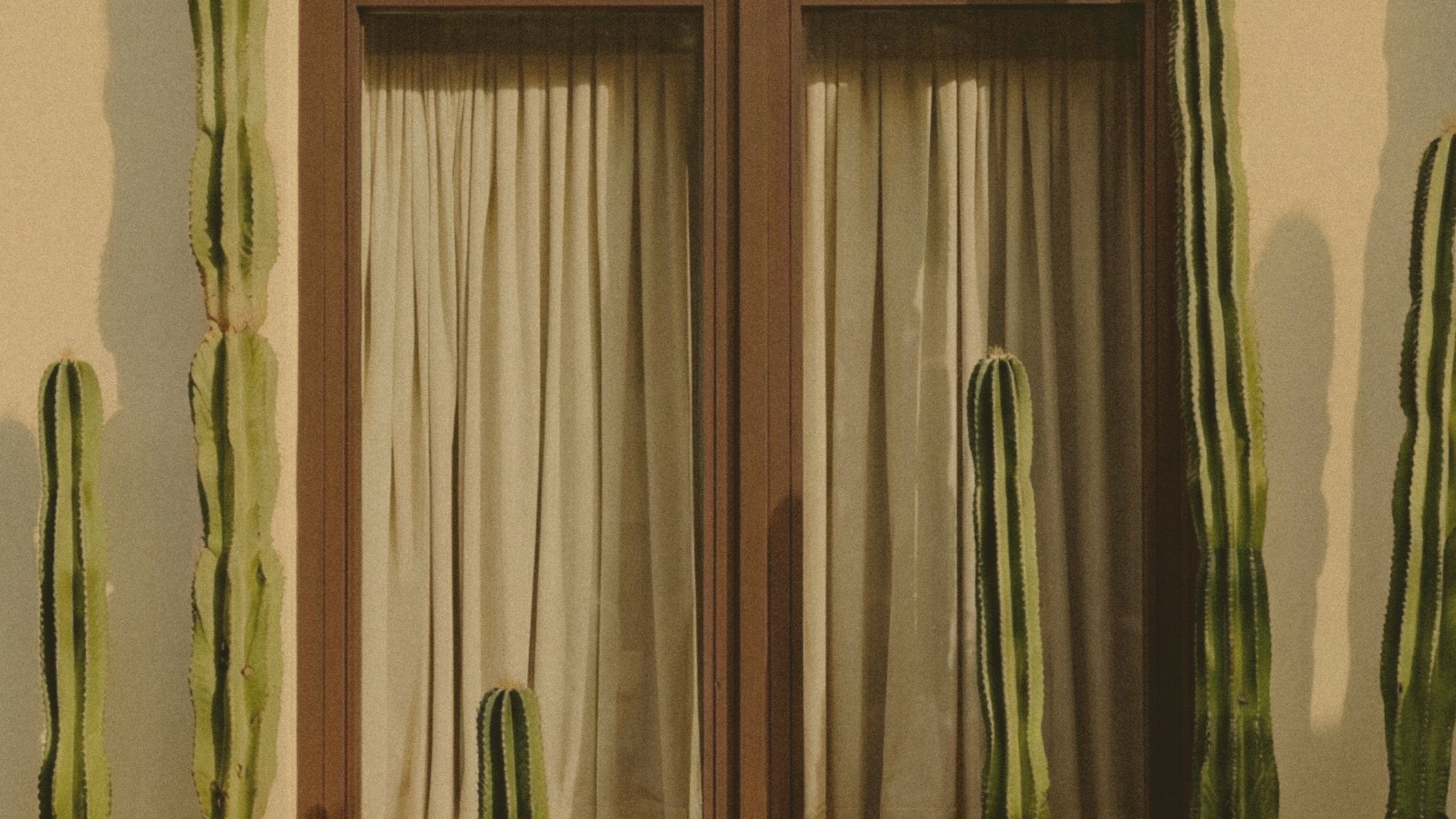 Vertical cacti and beige curtains behind a wooden door or window.