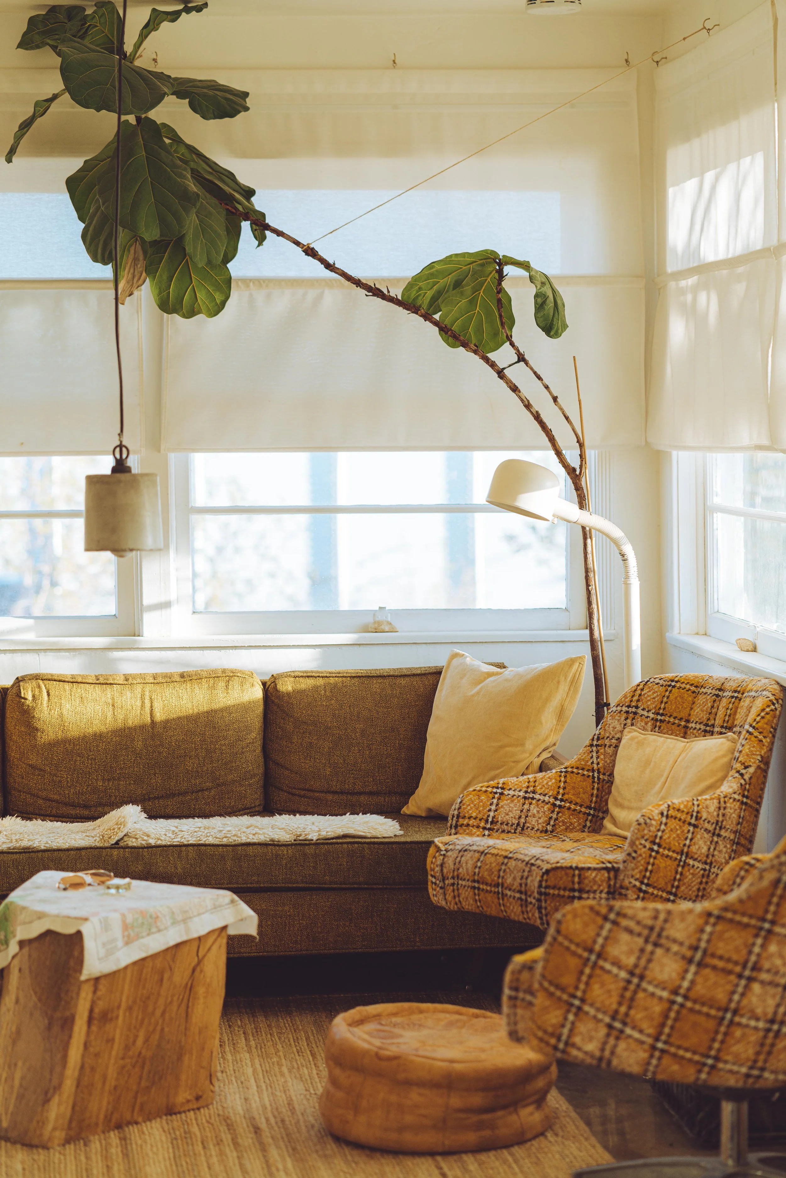Cozy living room with a green couch, plaid armchairs, a wooden table, and a tall indoor plant near windows.