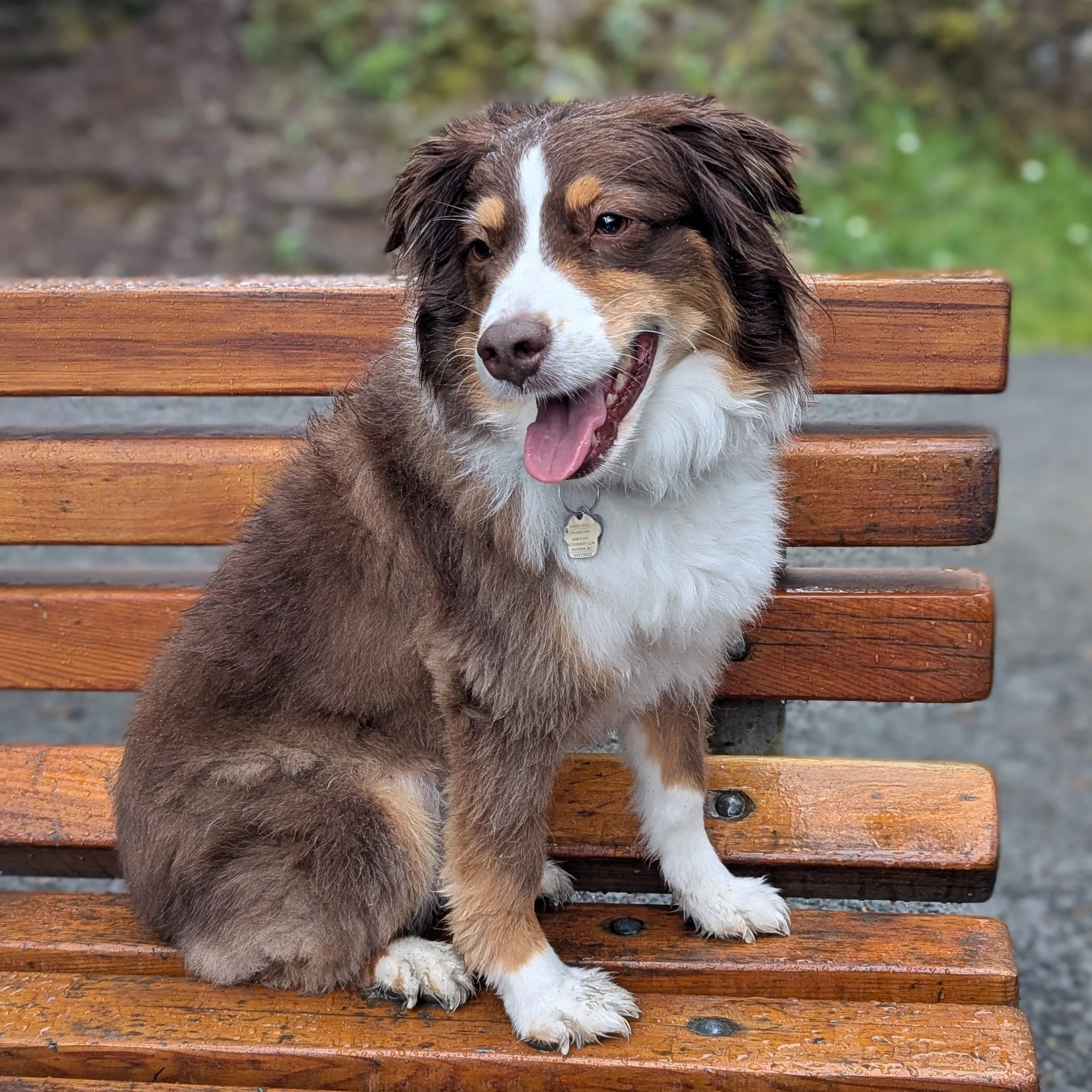 A happy and tired Australian Shepherd dog is sitting on a wooden park bench next to a trail at a park.