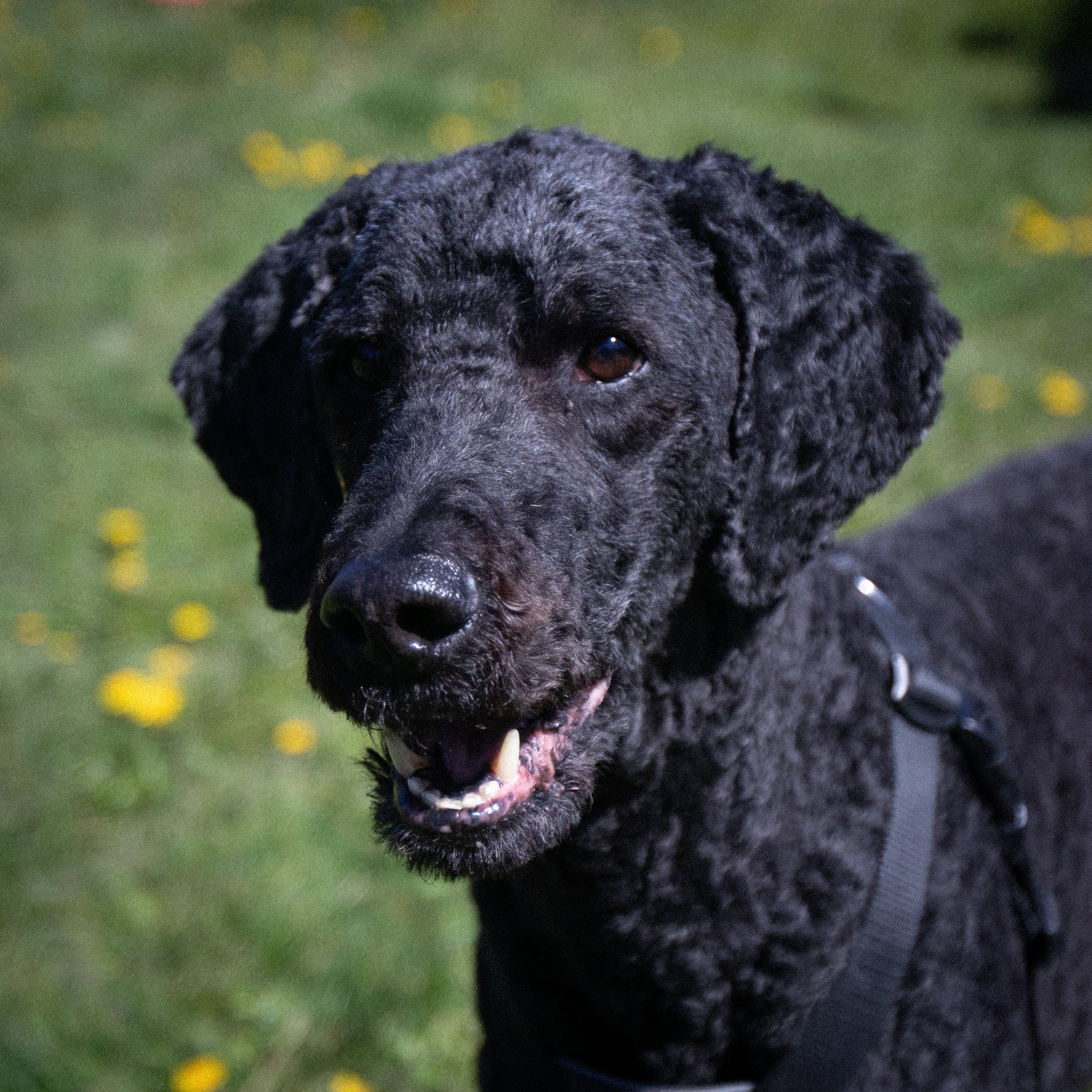 A black golden-doodle with a curly coat and a harness is outside on grass with yellow flowers.