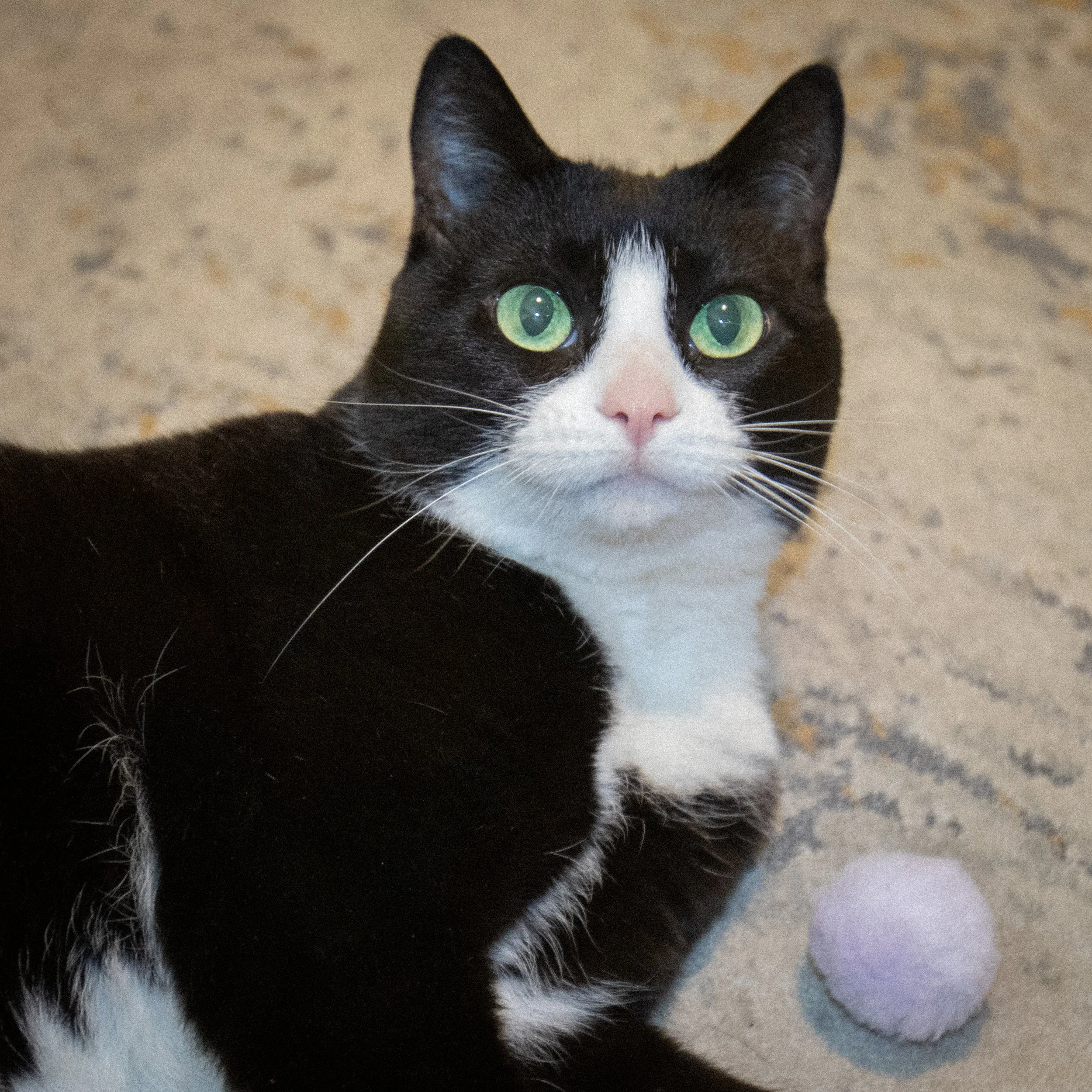 Close-up of a black and white cat with green eyes, sitting on a beige carpet with a light purple pom-pom toy nearby. She looks happy, relaxed and content.