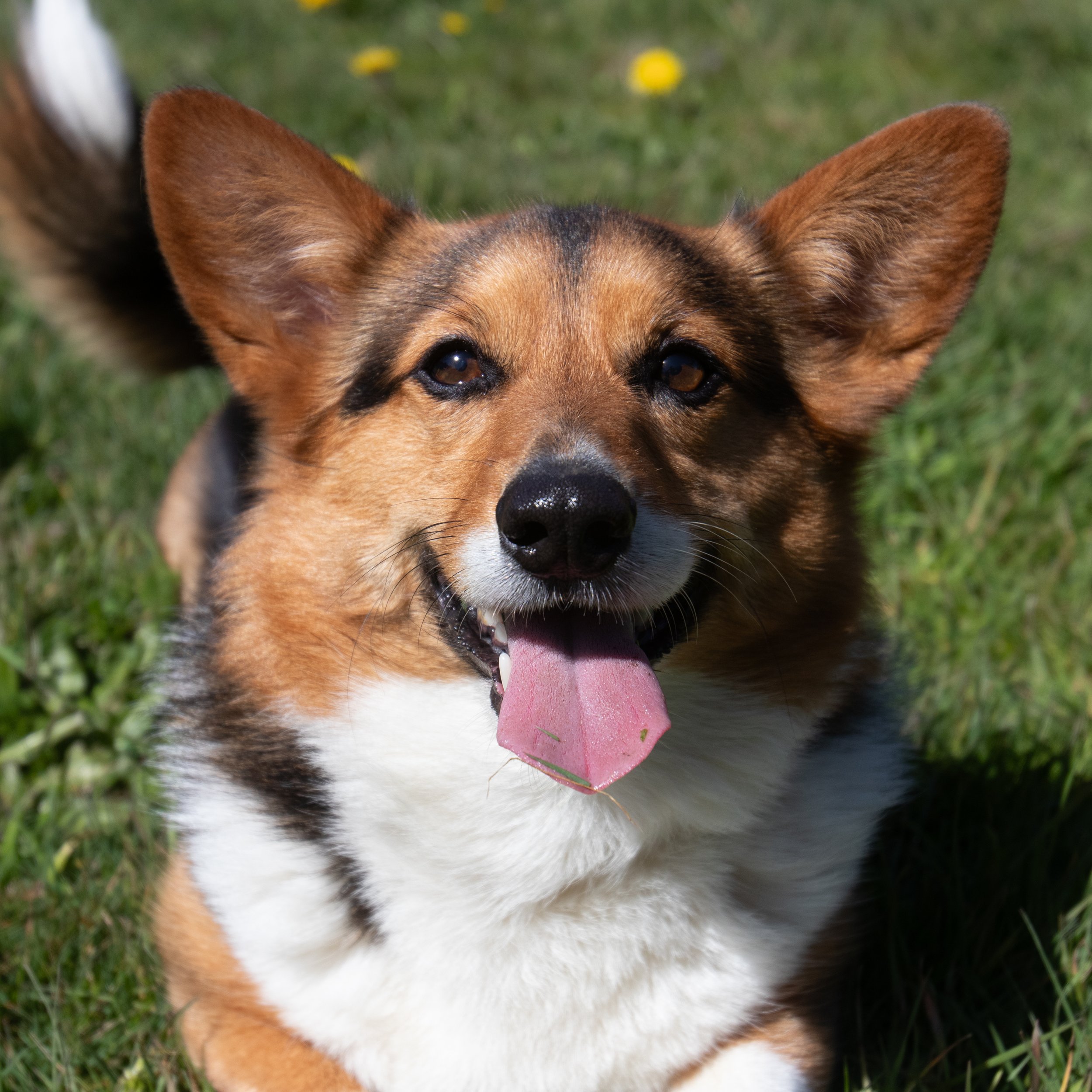 Smiling and panting corgie dog with brown, black, and white fur lying on green grass with yellow flowers, tongue out.