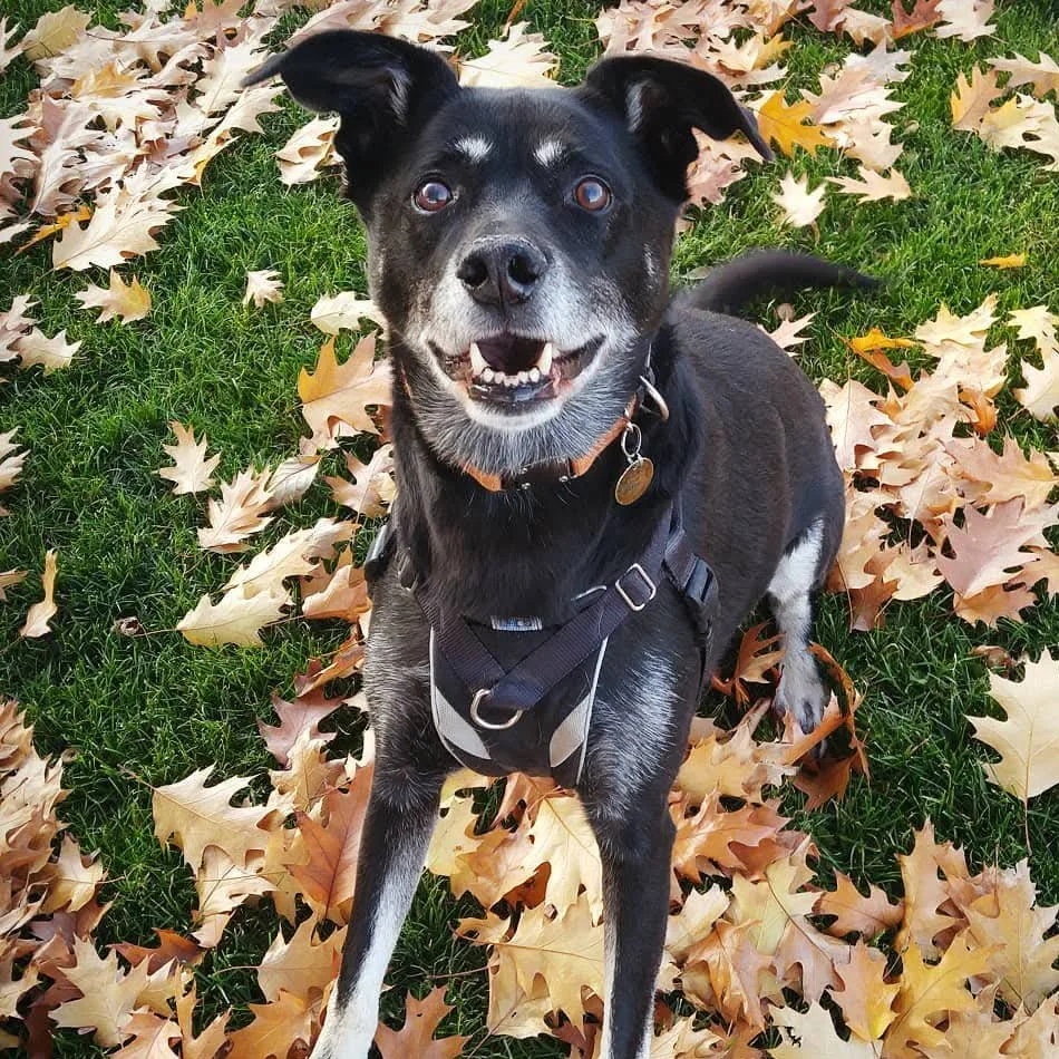 Black and white dog sitting on grass surrounded by fallen autumn leaves, smiling with mouth open and tongue slightly out, wearing a harness and collar with tags. He is having fun on a dog walk, playing and running in a field.