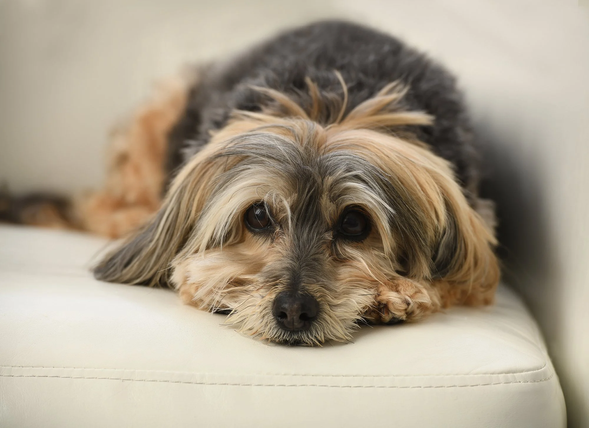 A small dog with long, beige and gray fur lying down on a cream-colored surface.