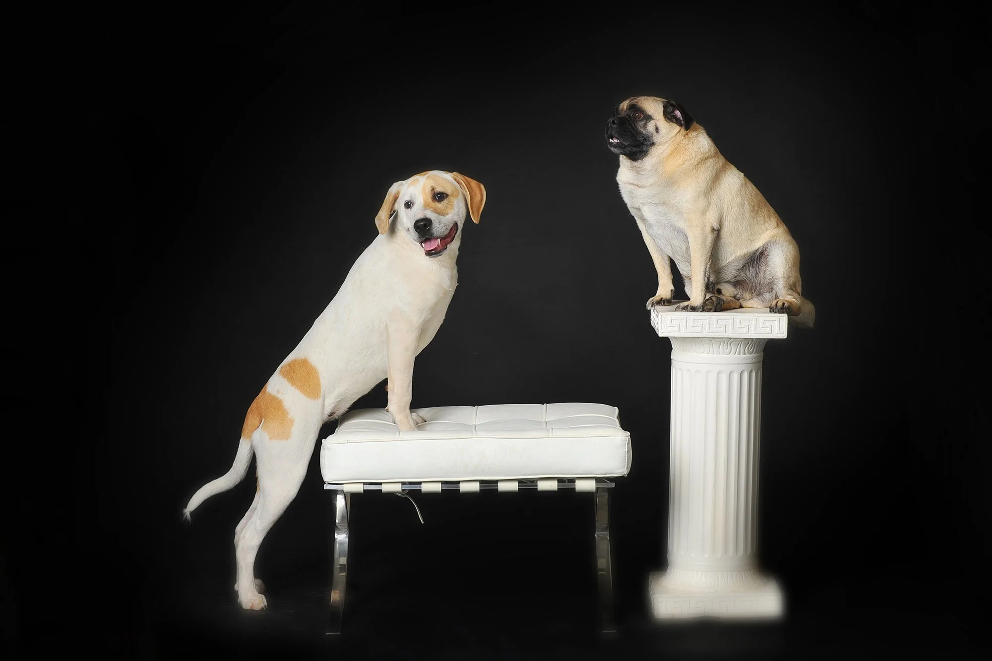 A mixed breed dog with white fur and brown patches standing on a white cushioned ottoman, looking to the left with its mouth open. A pug dog with fawn-colored fur and a black face is sitting on a white classical-style column pedestal, looking to the 