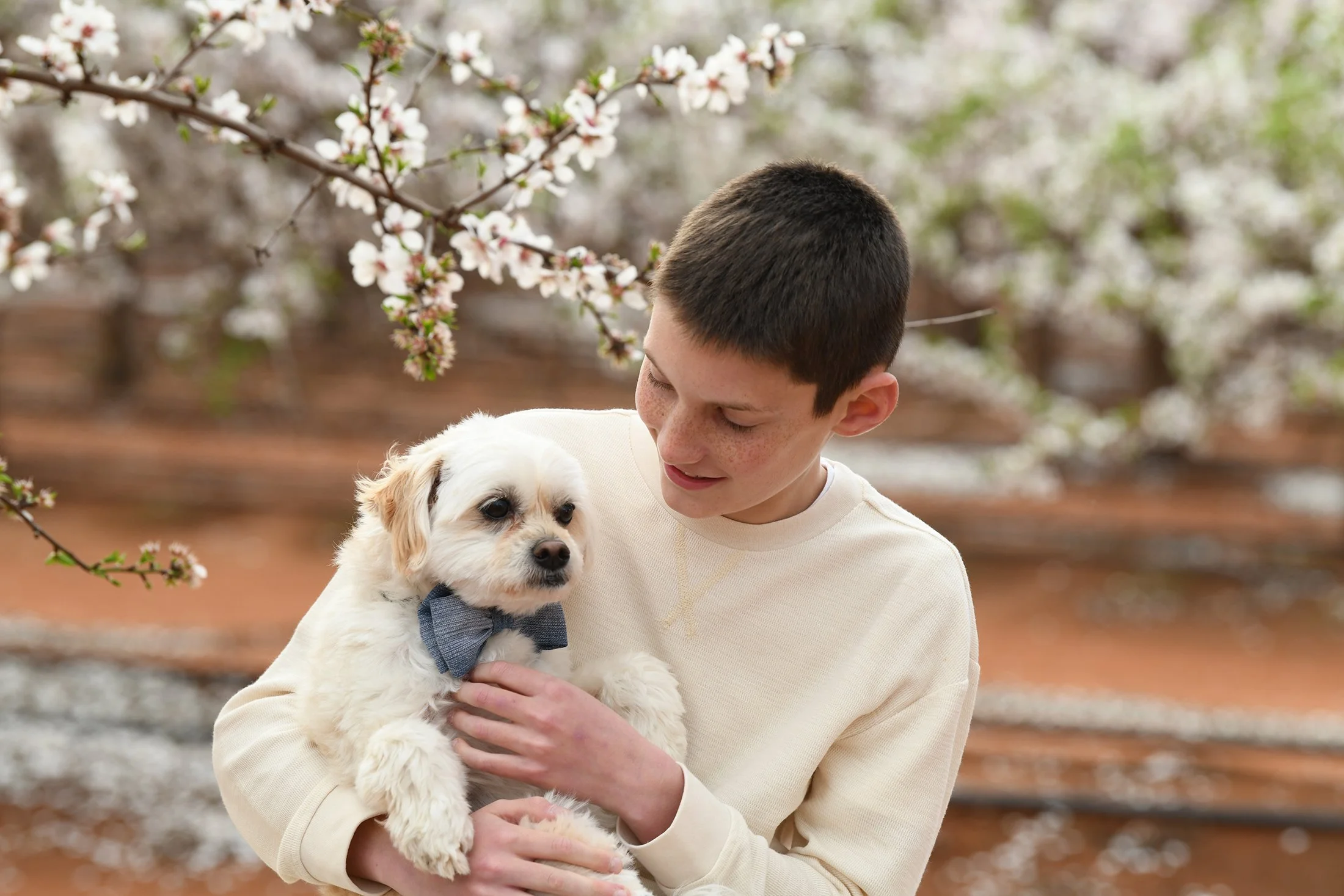 A young boy holding a small, fluffy white dog wearing a gray bow tie outdoors. The background features blooming almond trees with white and pink flowers.
