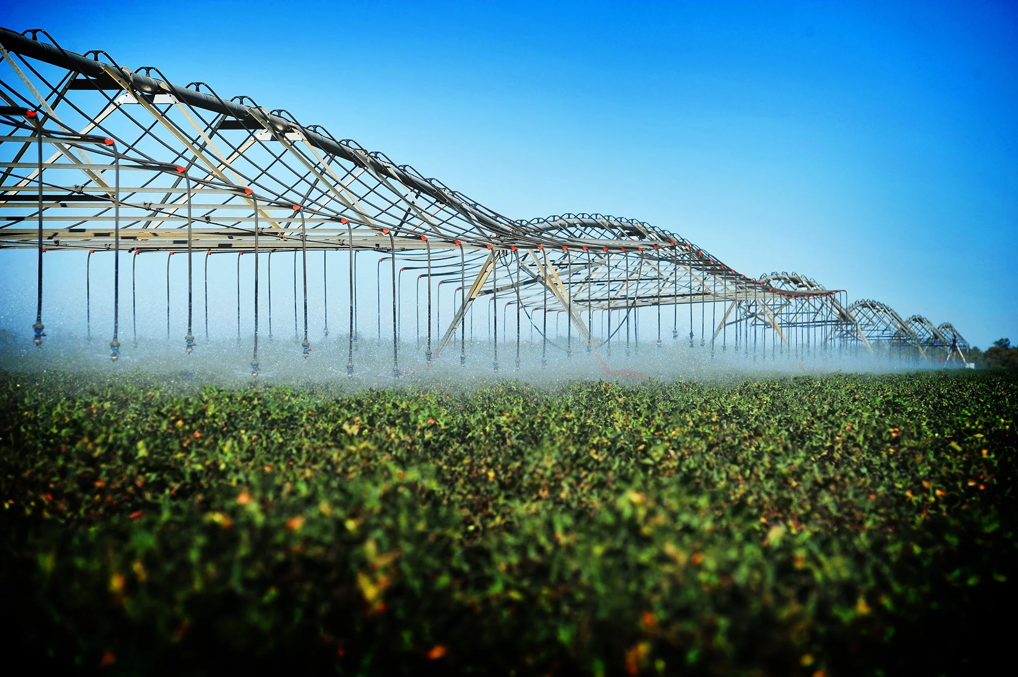 Large fields with overhead irrigation sprinklers watering crops under a clear blue sky.