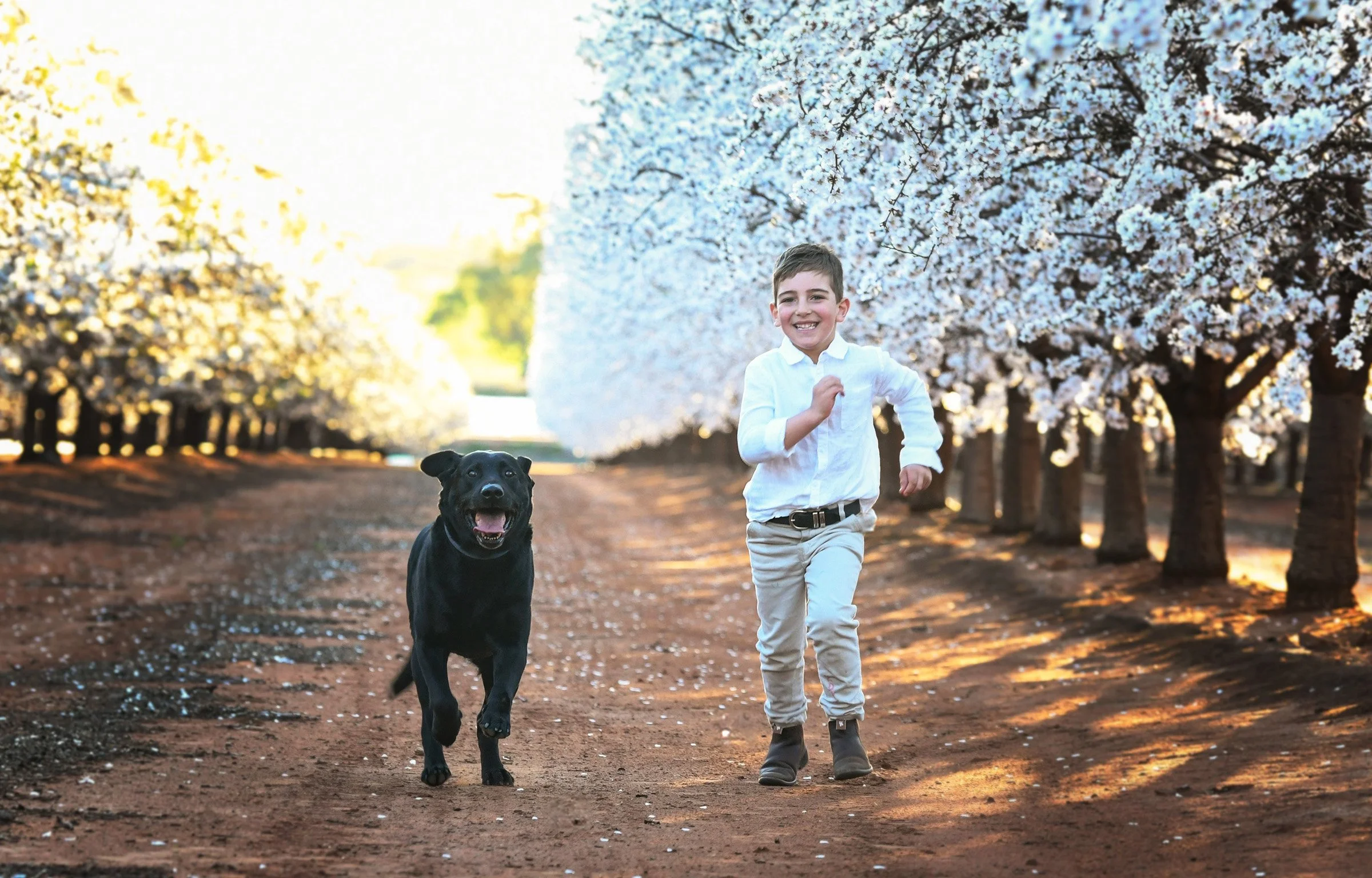 A young boy running happily with a black dog in a row of blooming white cherry blossom trees during golden hour.