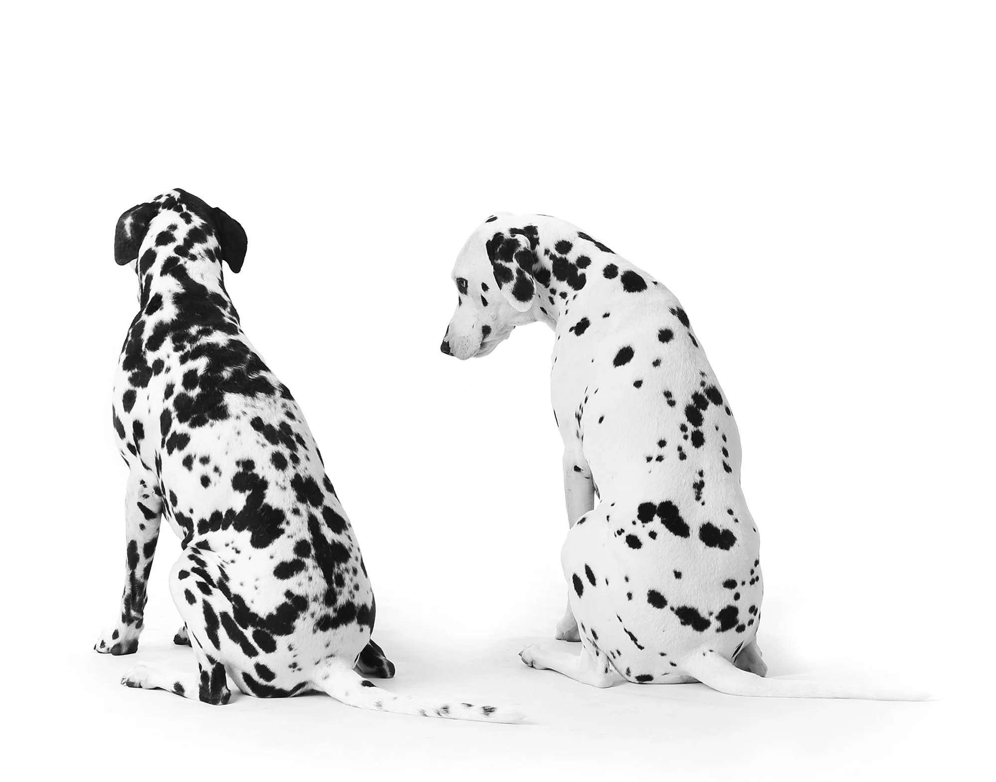 Two Dalmatian dogs sitting on a white background, facing away from the camera.