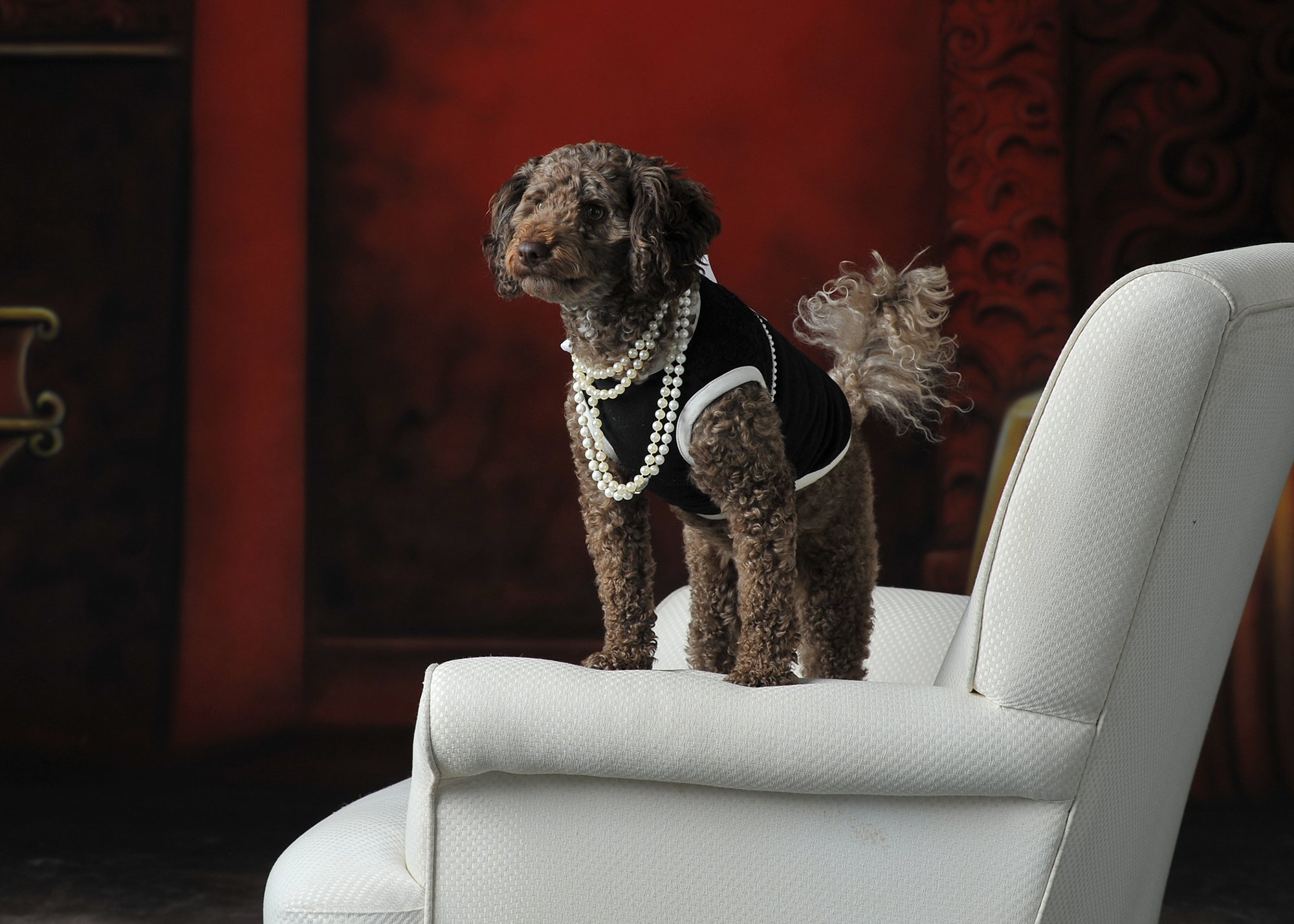 A dog dressed in pearls and a black and white outfit standing on a white chair.