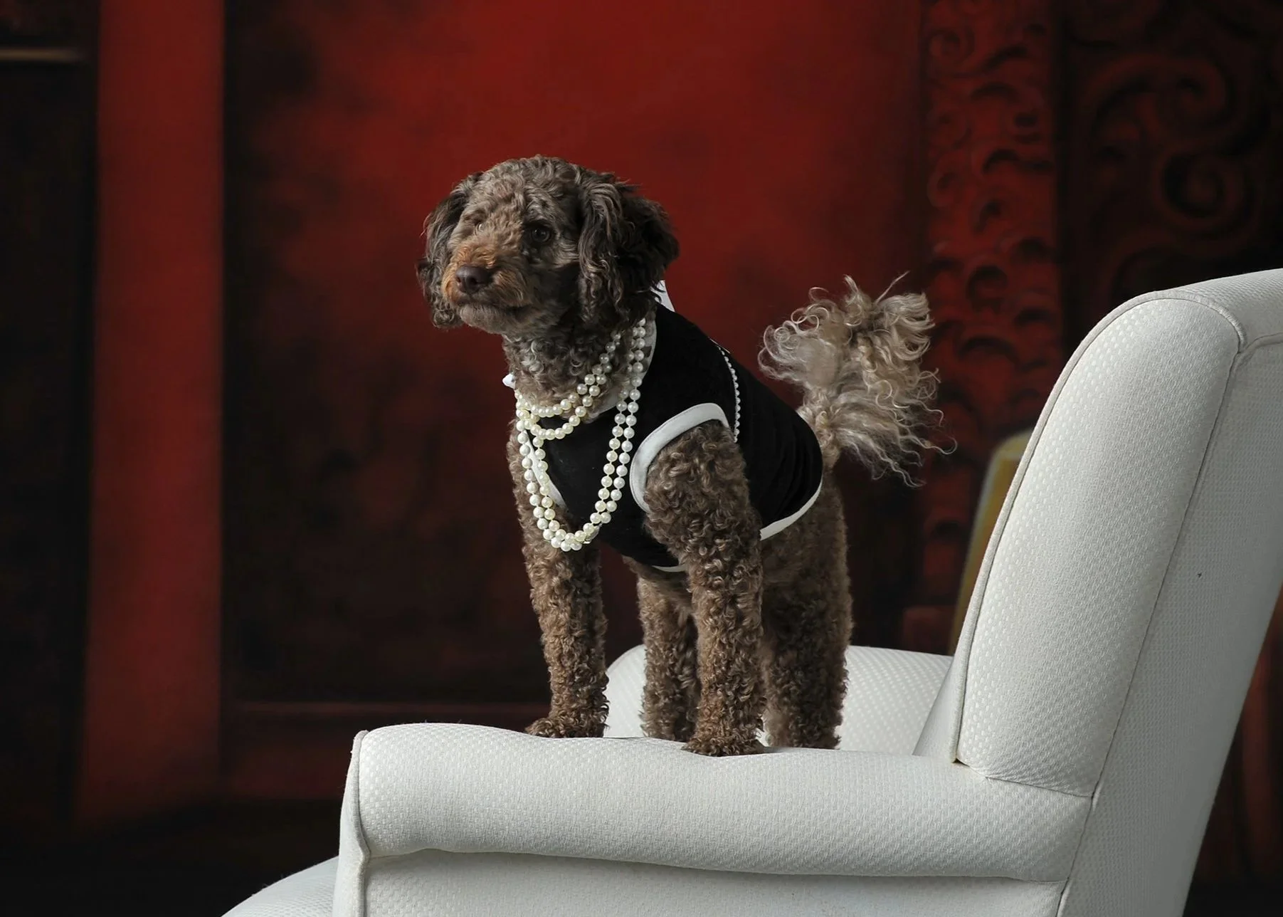 A small curly-haired dog wearing a black outfit with white trim, adorned with pearl necklaces, standing on a white chair. The dog has a serious expression and is set against a dark, ornate background.