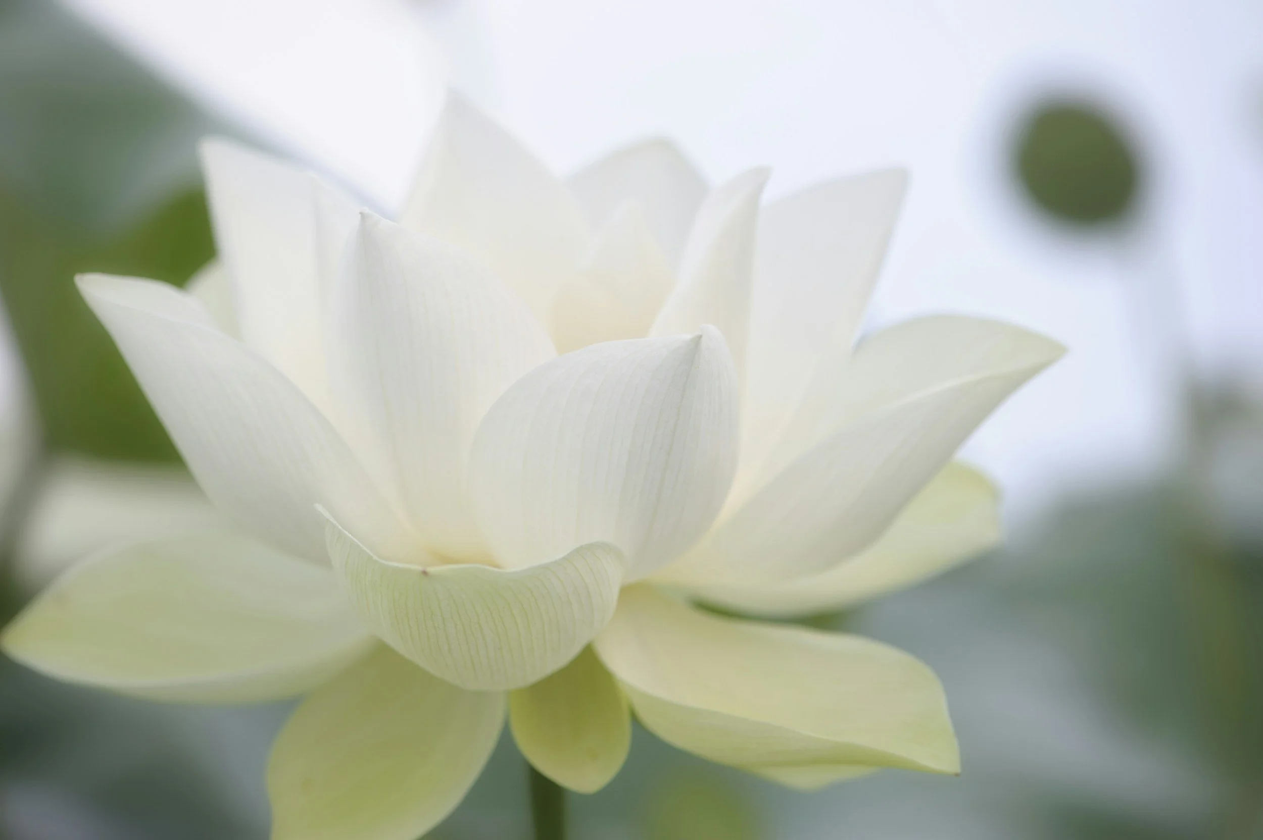 Close-up of a white lotus flower with soft green background, showing layered petals.