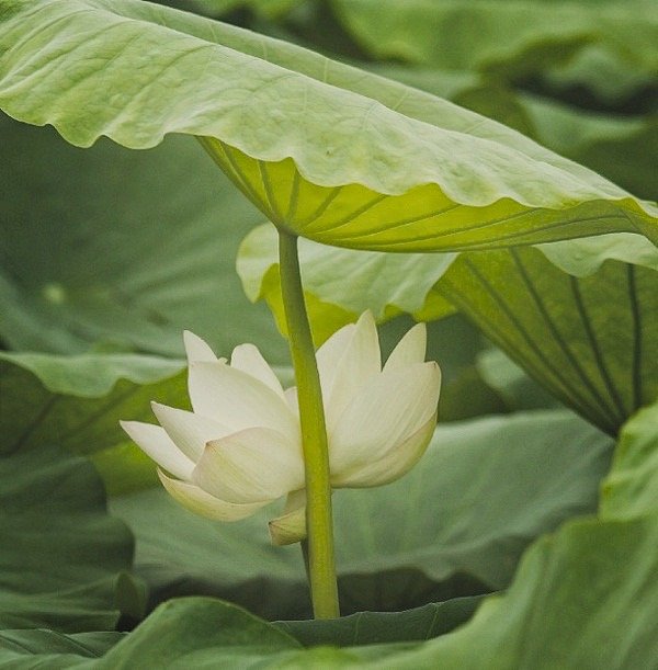A white lotus flower blooming amidst large green leaves.