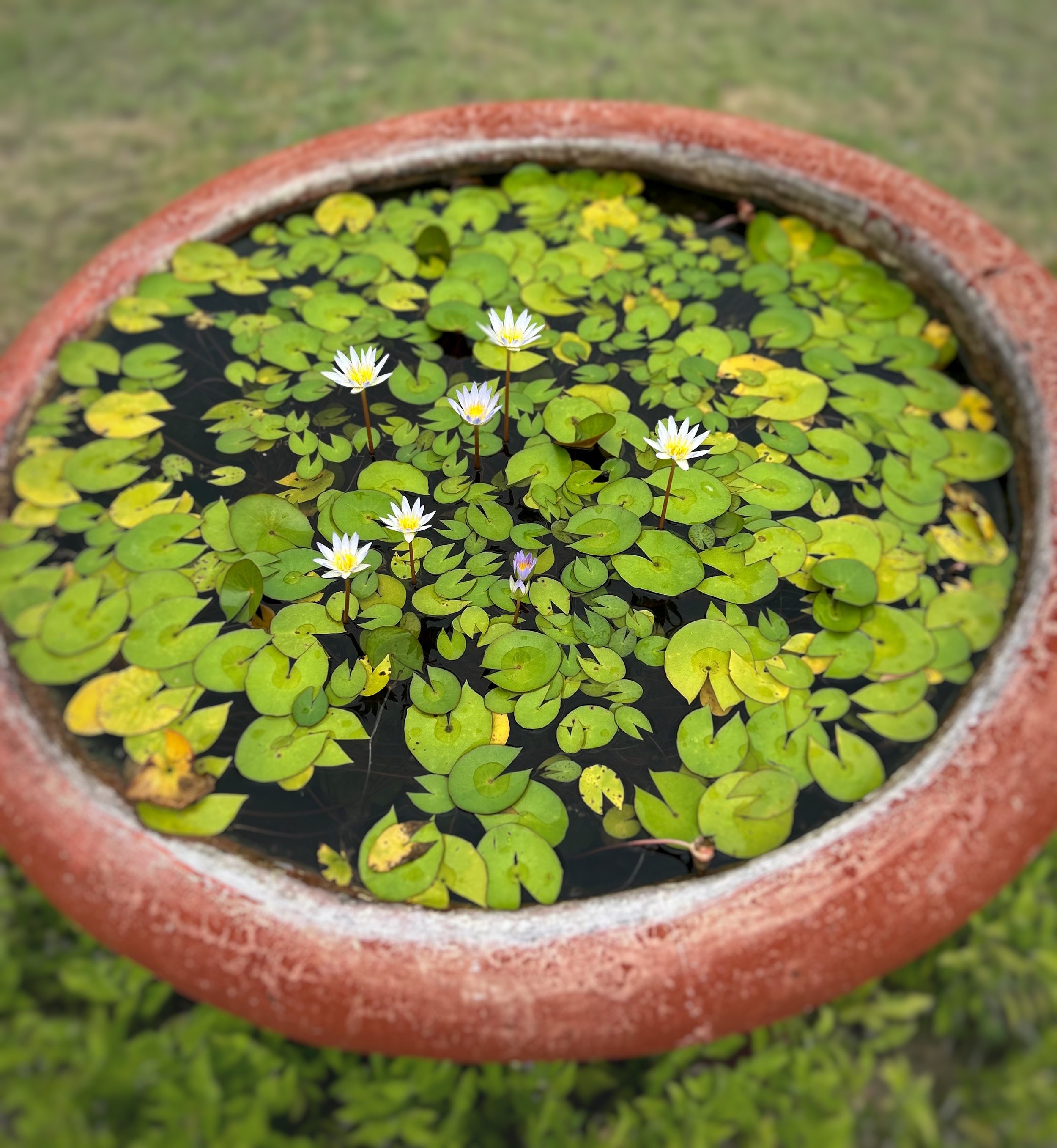 Close-up of a round terracotta planter filled with small green floating lily pads and white water lilies, set outdoors.