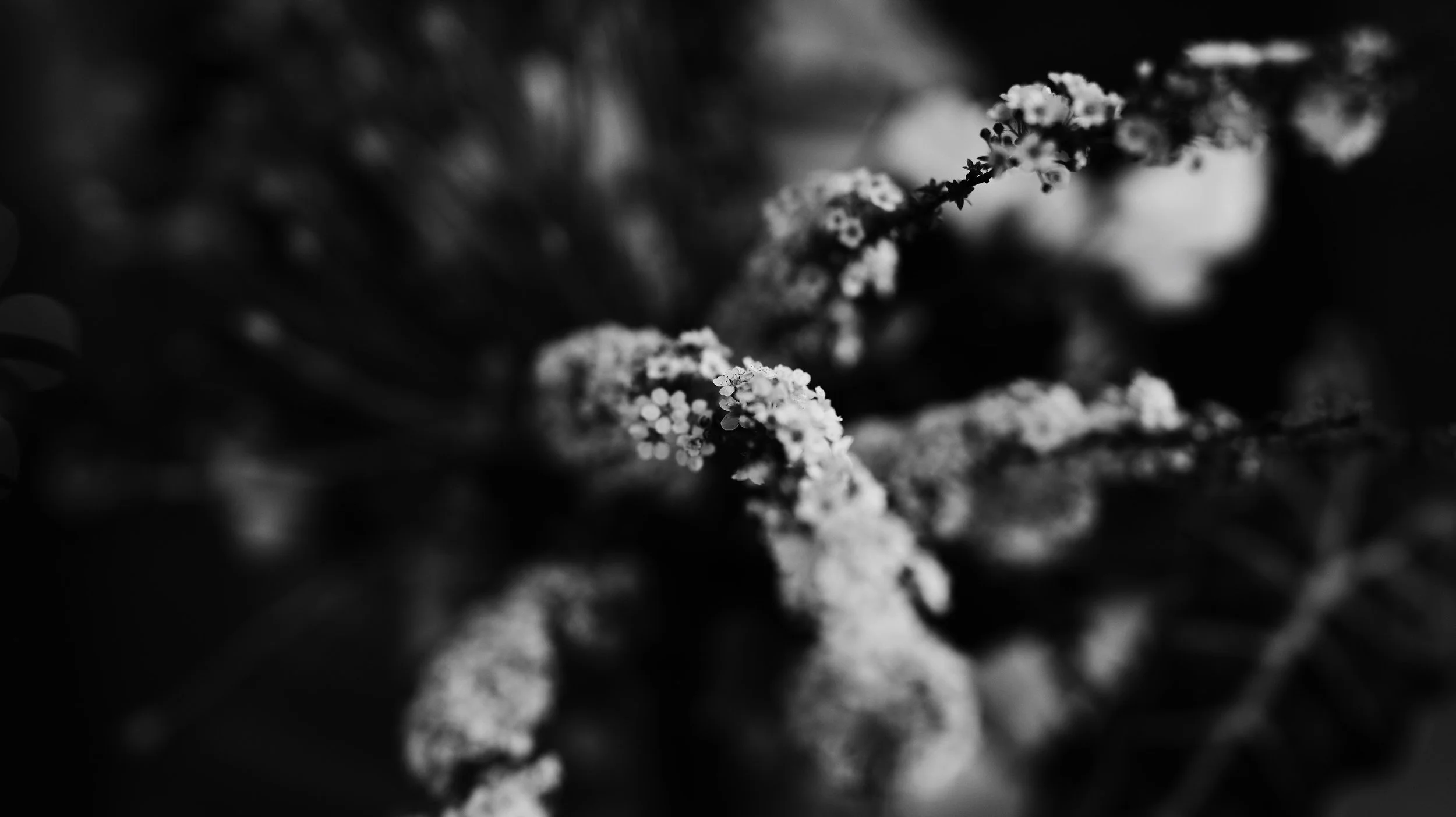 Close-up of small flowers on a branch in black and white, with a blurred dark background.