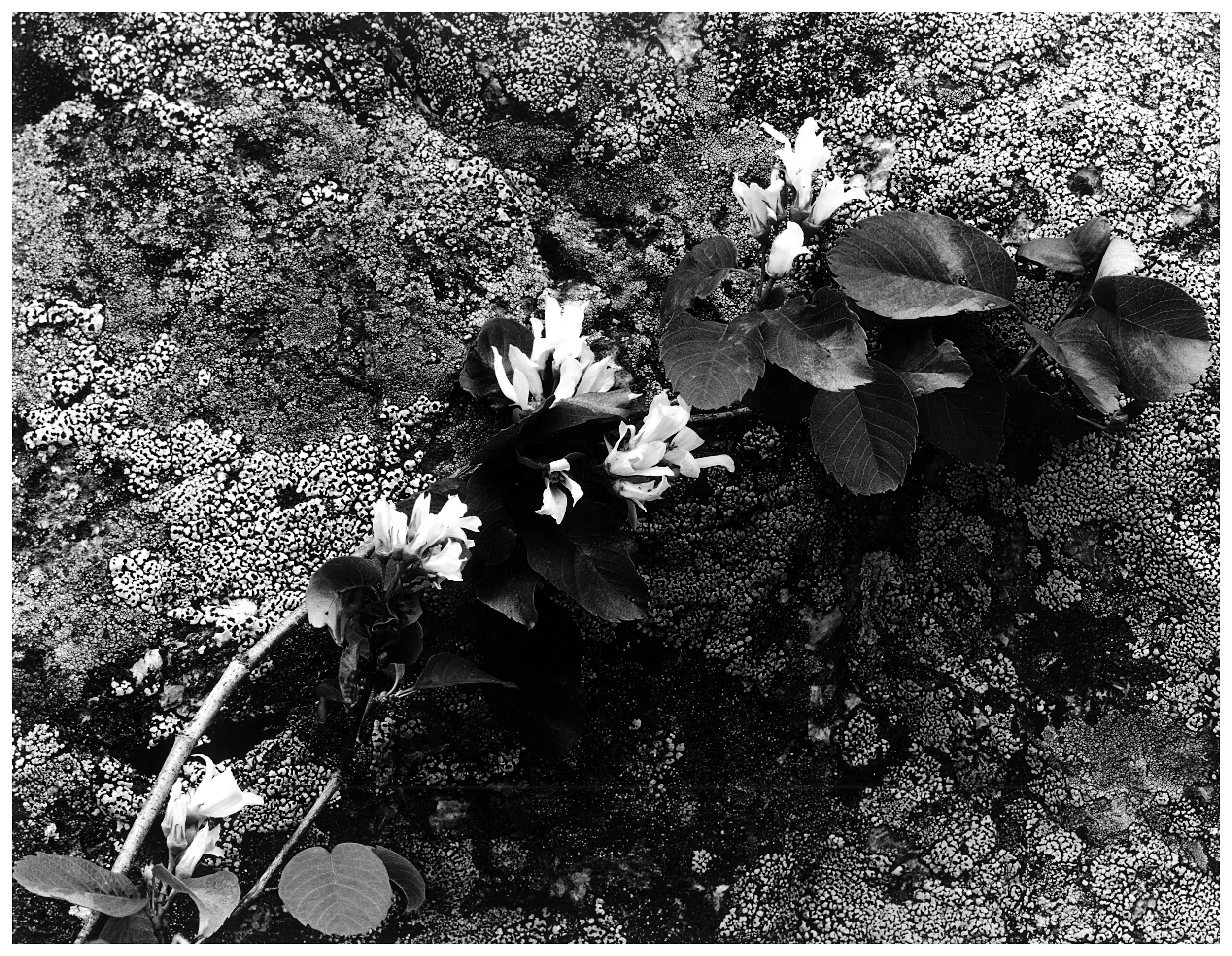 Lichen and Flowers, WY