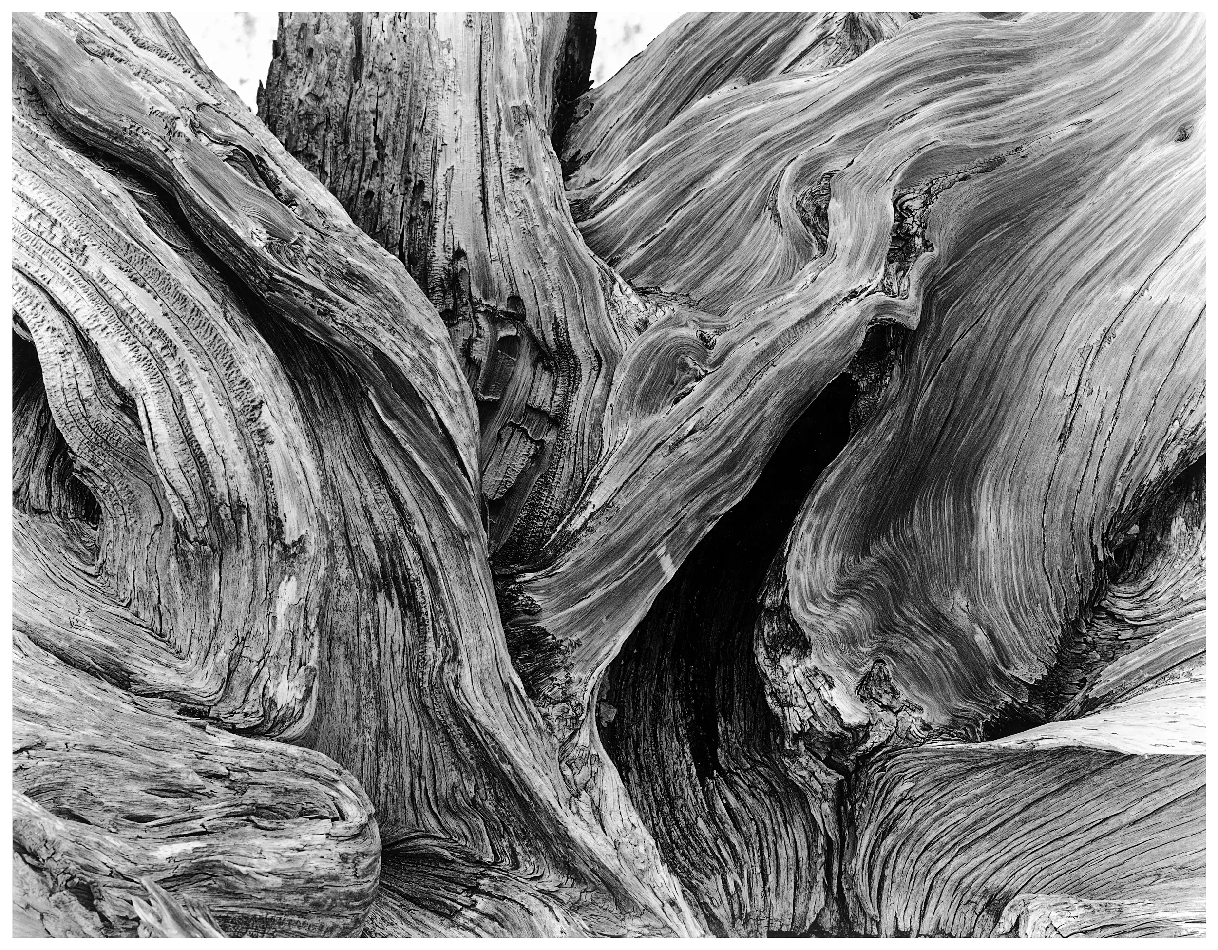Bristlecone Pine, UT