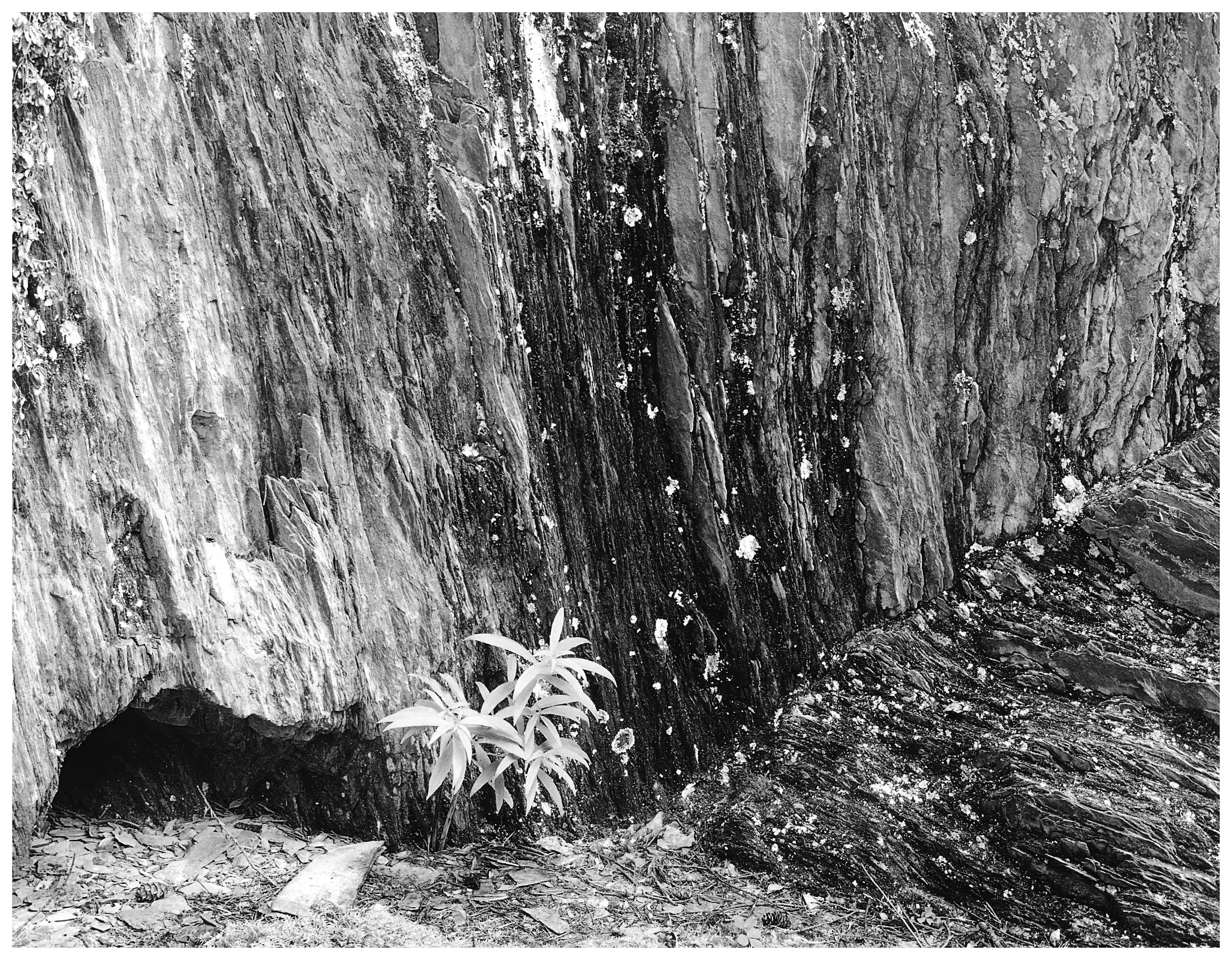 Vegetation and Stone