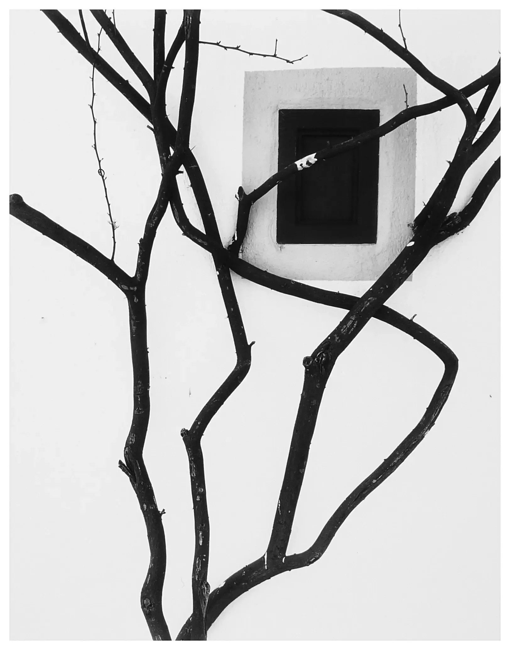 Window & Vine, Paros