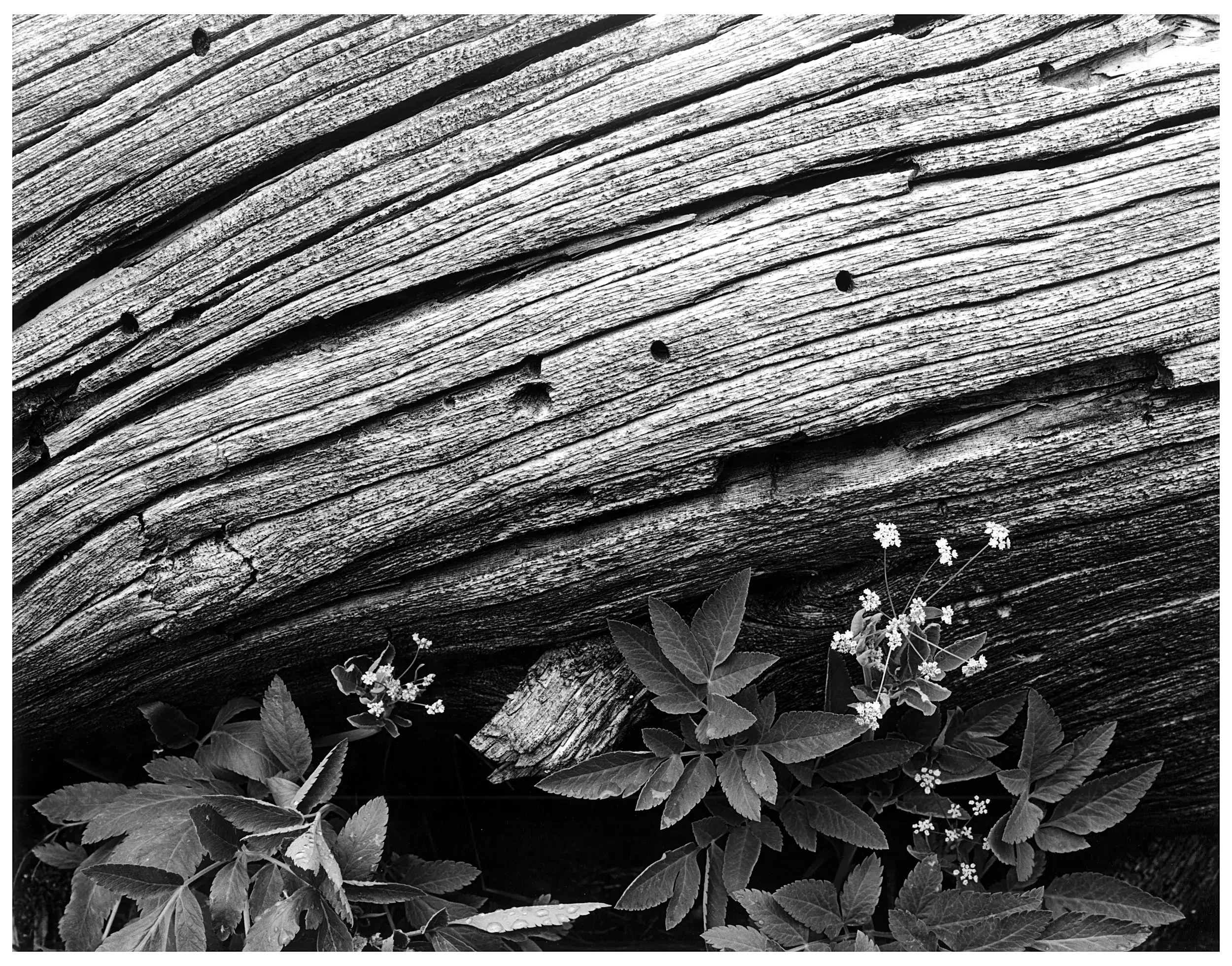 Log Detail and Wildflowers, WY