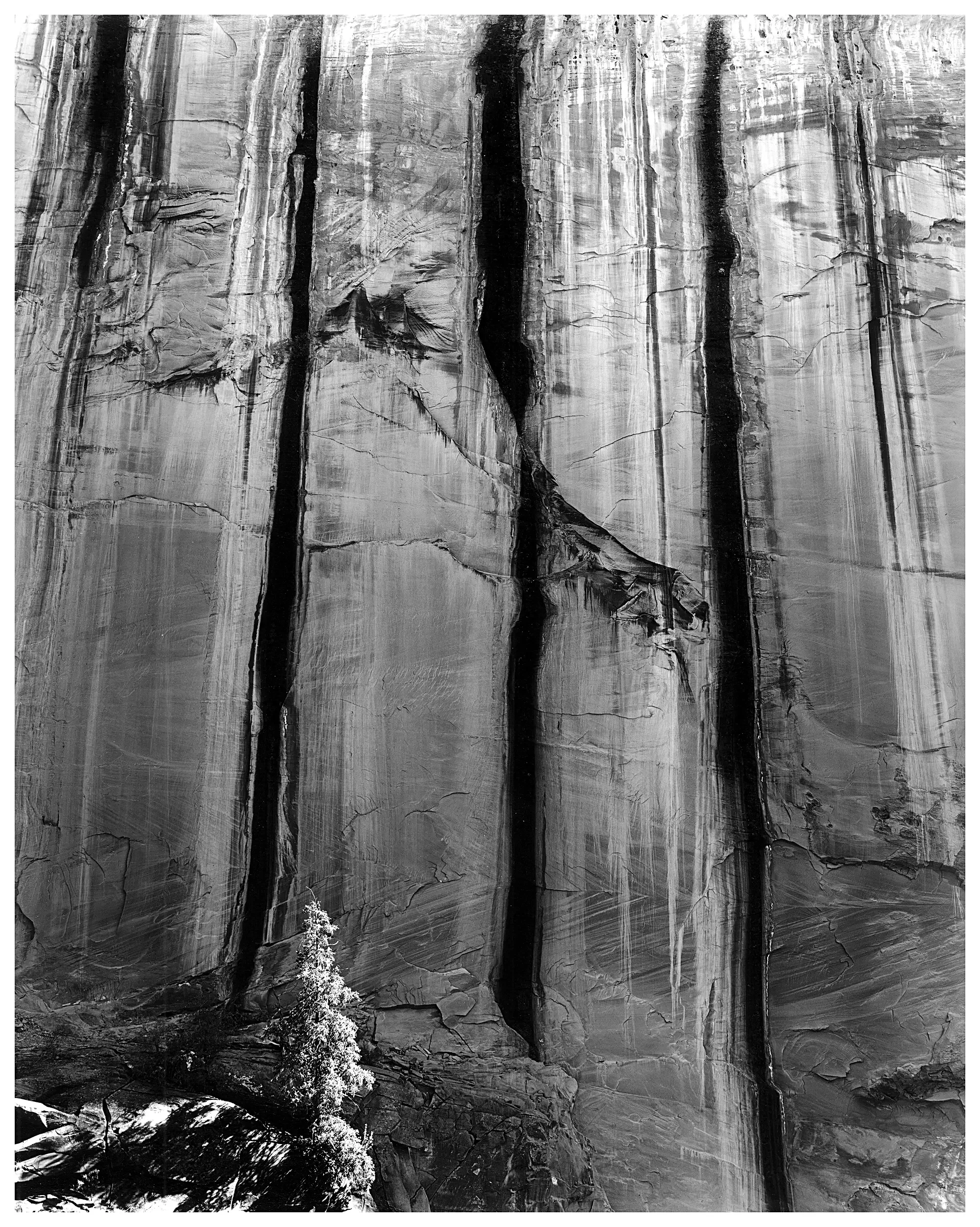 Canyon Wall and Lone Pine, UT