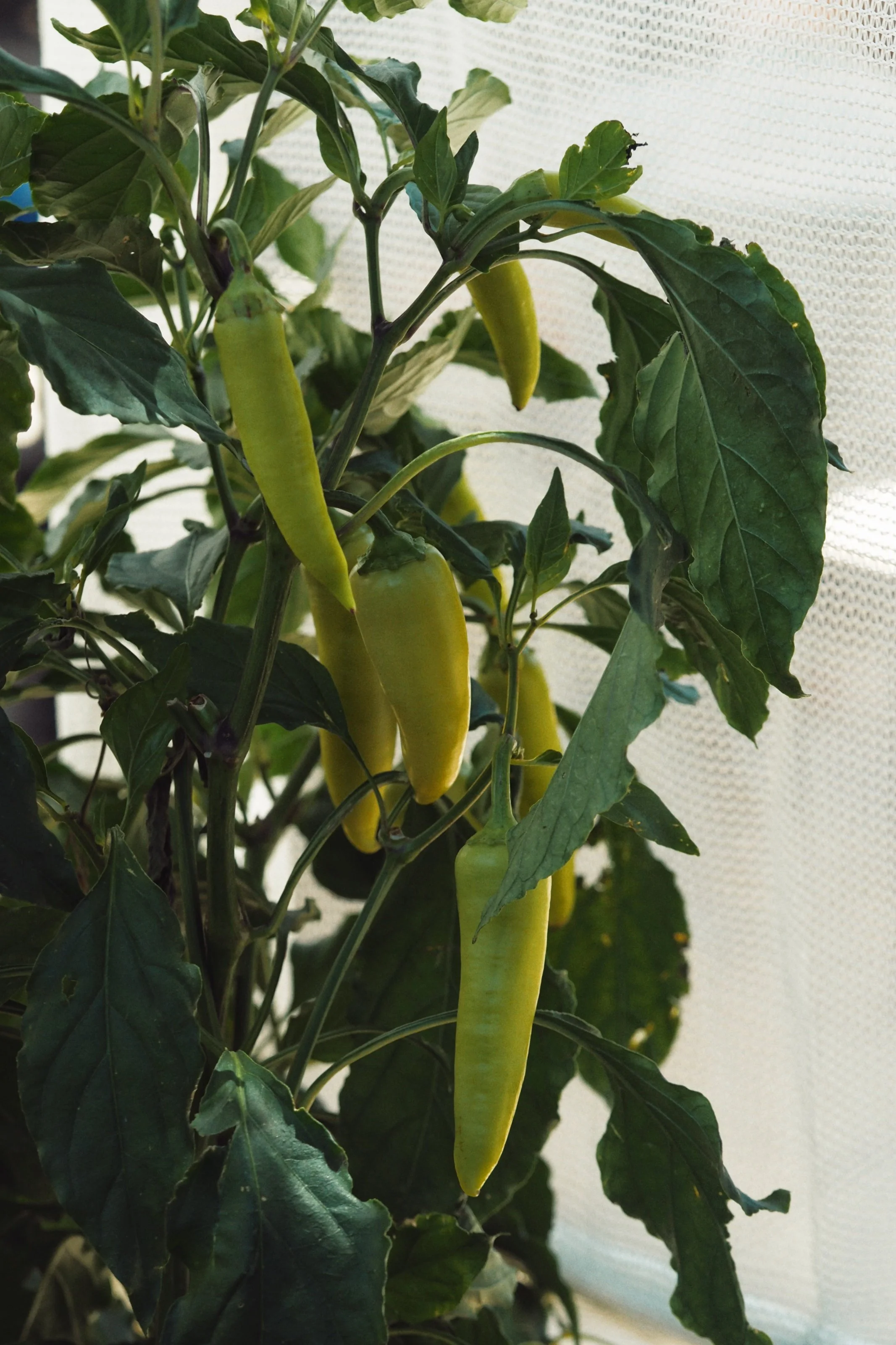 Green chili peppers growing on a plant with dark green leaves, against a light-colored fabric background.
