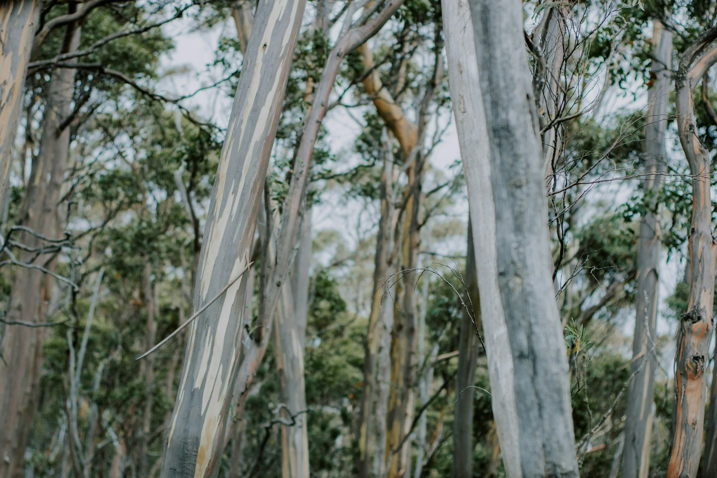 Close-up view of a grove of eucalyptus trees with smooth, multicolored bark, some peeling away, in a natural setting.