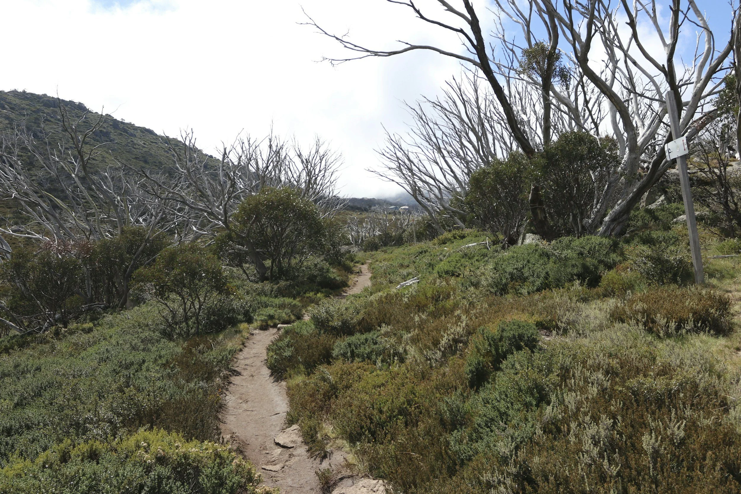 A dirt trail winds through a hillside with sparse green bushes and leafless trees, with a mountain in the background under a partly cloudy sky.