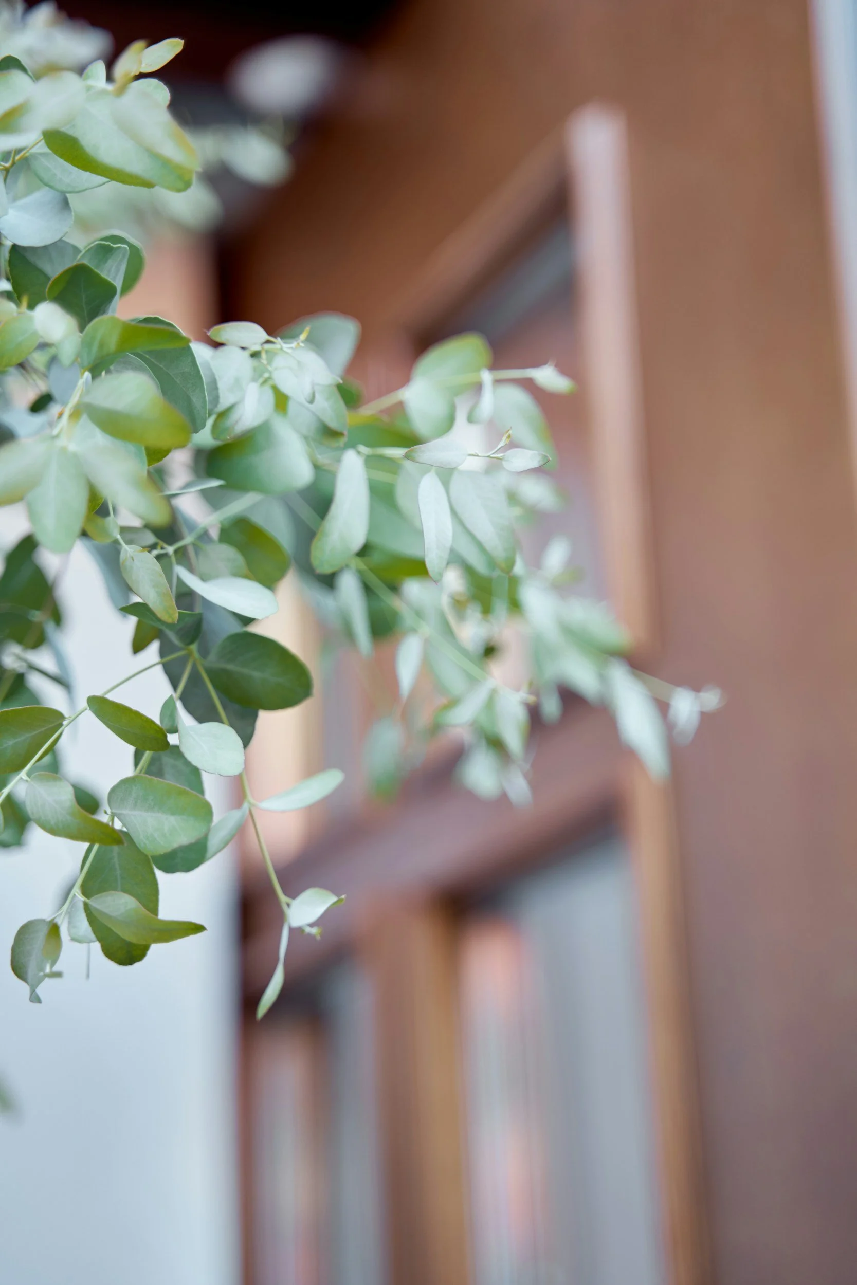 Close-up of green leaves on a branch with a blurred background.