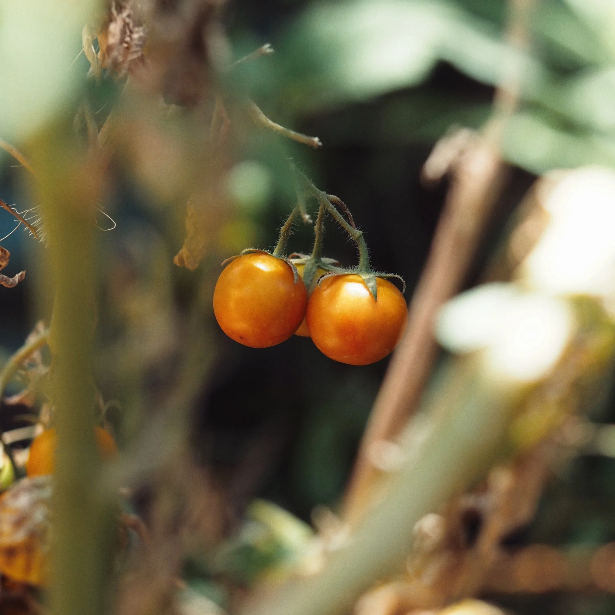 Close-up of small orange tomatoes hanging on a vine.