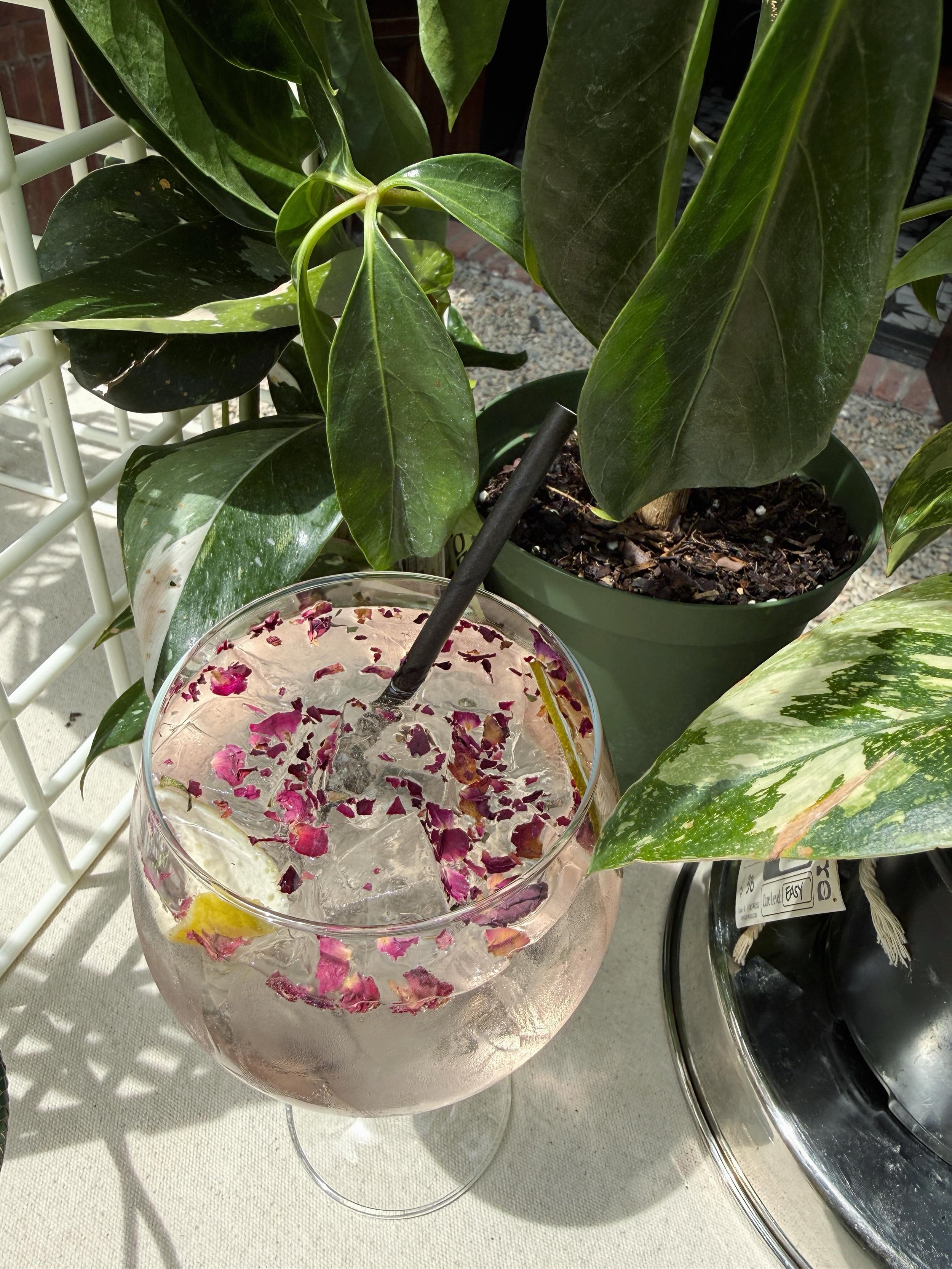 Come see @thegaudycontessa and I at @chemistspirits in the South Slope! I have all the plants and some baubles from my other bizzy, @these.hollow.hills. Here 12-3