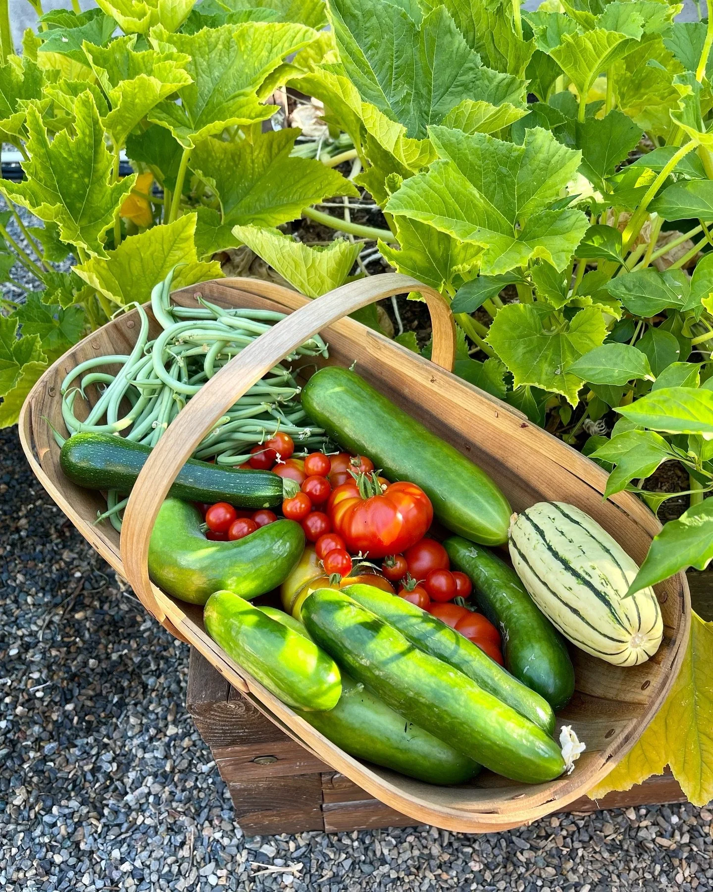 You really can&rsquo;t beat the joy of growing and eating homegrown, organic vegetables. Is there anything better??? This is why I always suggest to my clients that we add a cute lil&rsquo; raised bed or two for growing tasty things into their landsc
