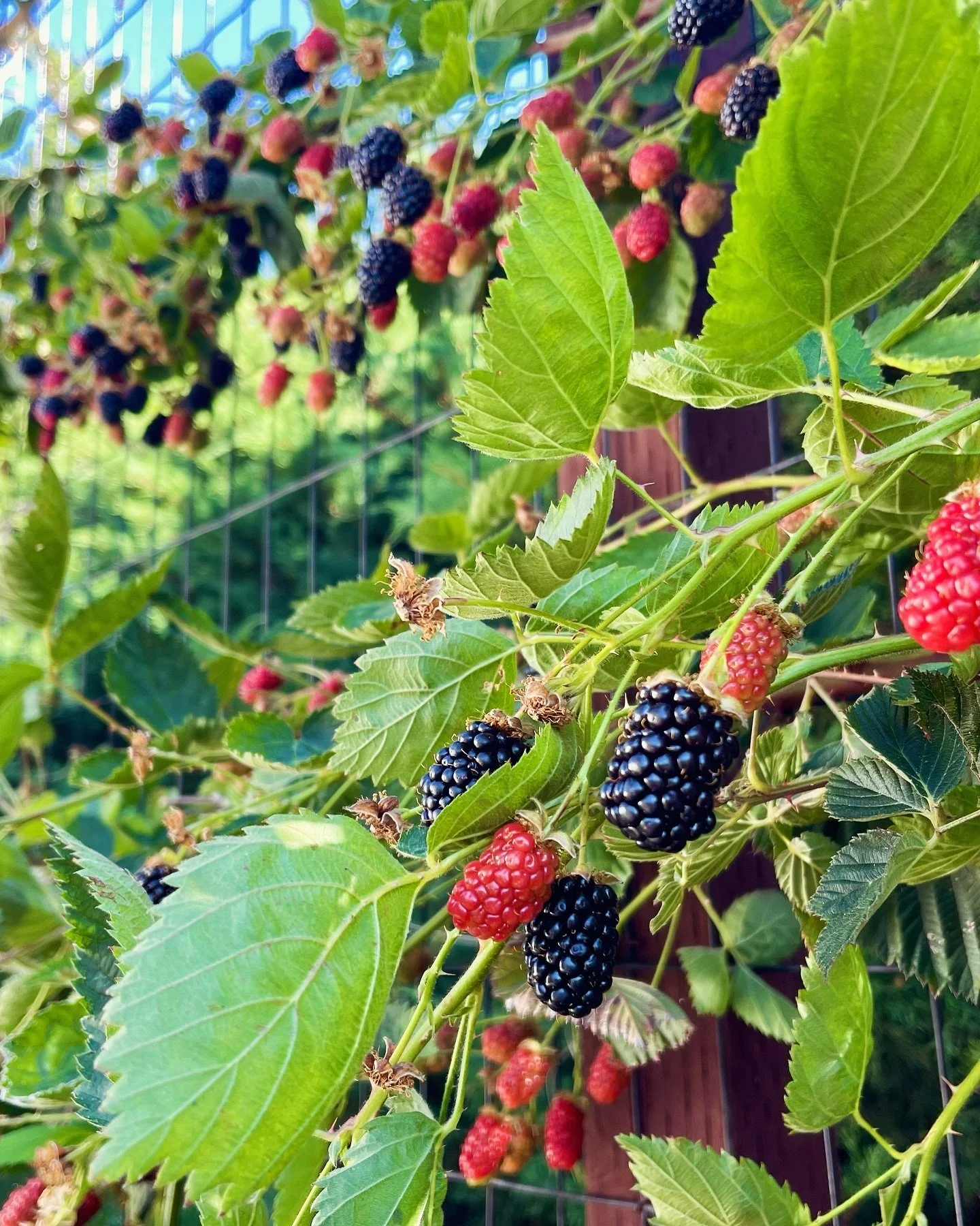 If you ever want to dip your toes into the deep waters of mindfulness, go pick blackberries. To truly pick blackberries, you must find your Zen, turn off the noise in your head, and become immersed in the experience. If you pick a blackberry the mome