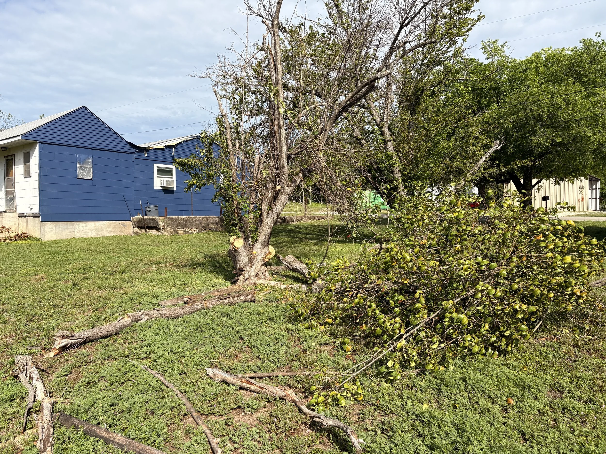 A fallen tree branch on a grassy yard with a blue house and green trees in the background.
