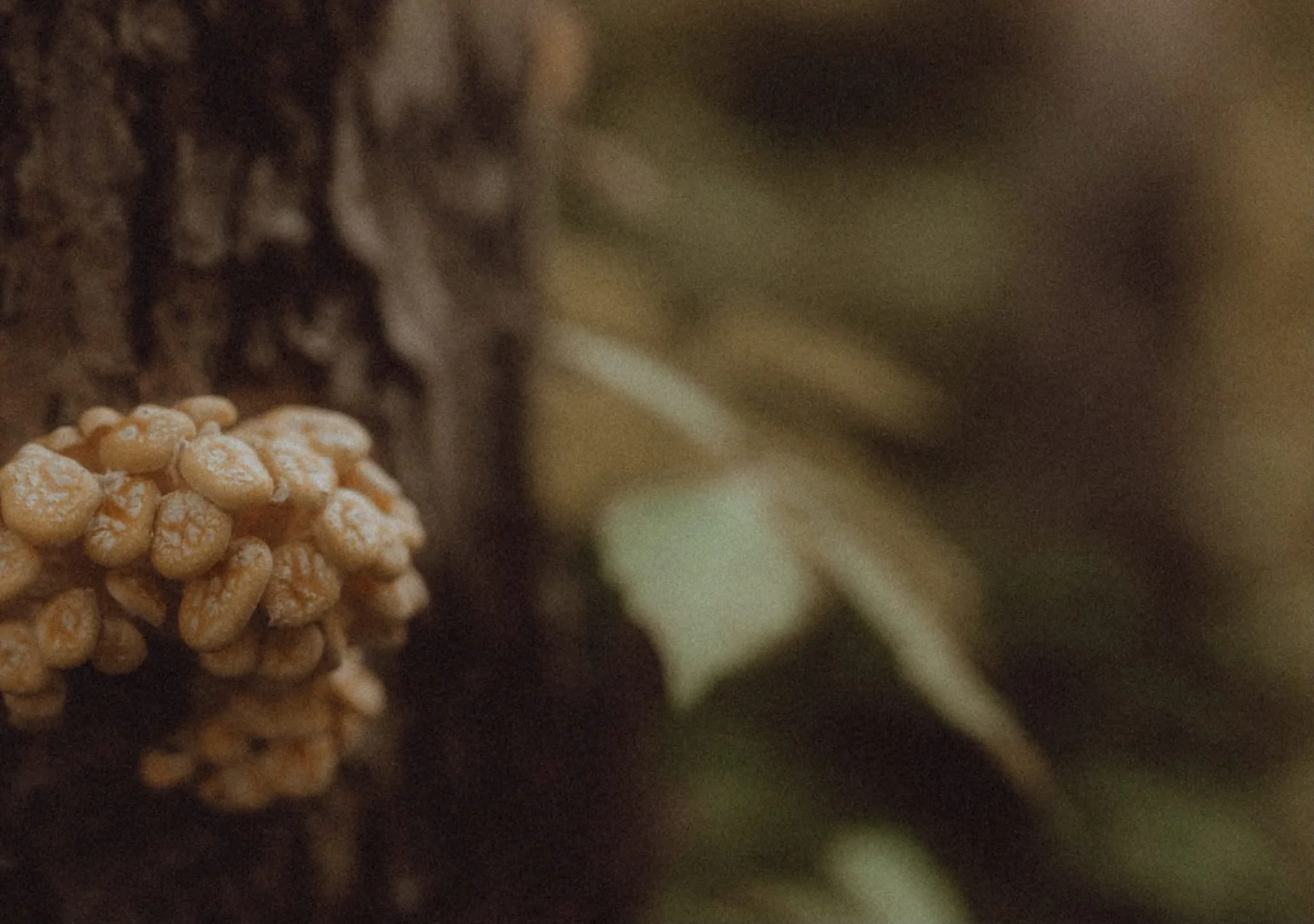 "Into The Beige" By: Hocus Focus Photography By: Cody Young Of Berkeley Springs, WV