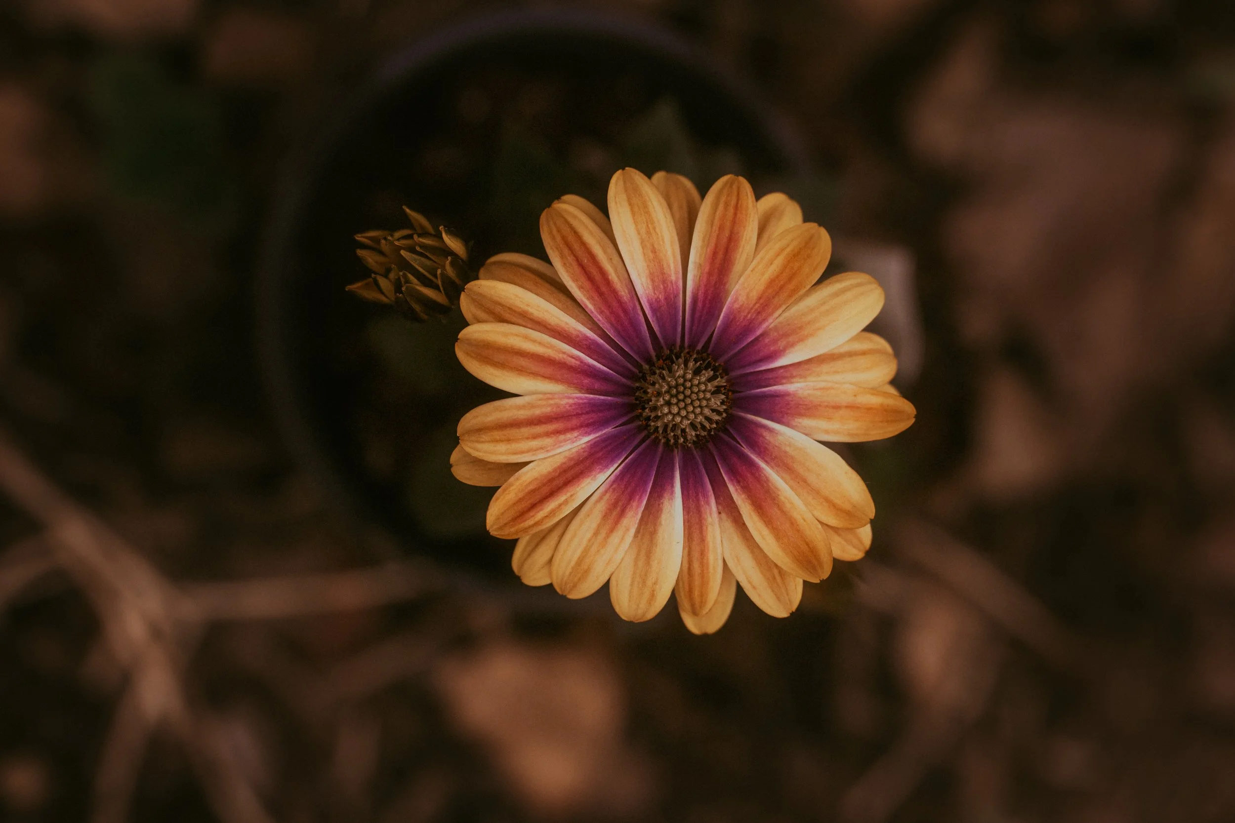 Close-up of a multicolored flower with orange and purple petals viewed from above.