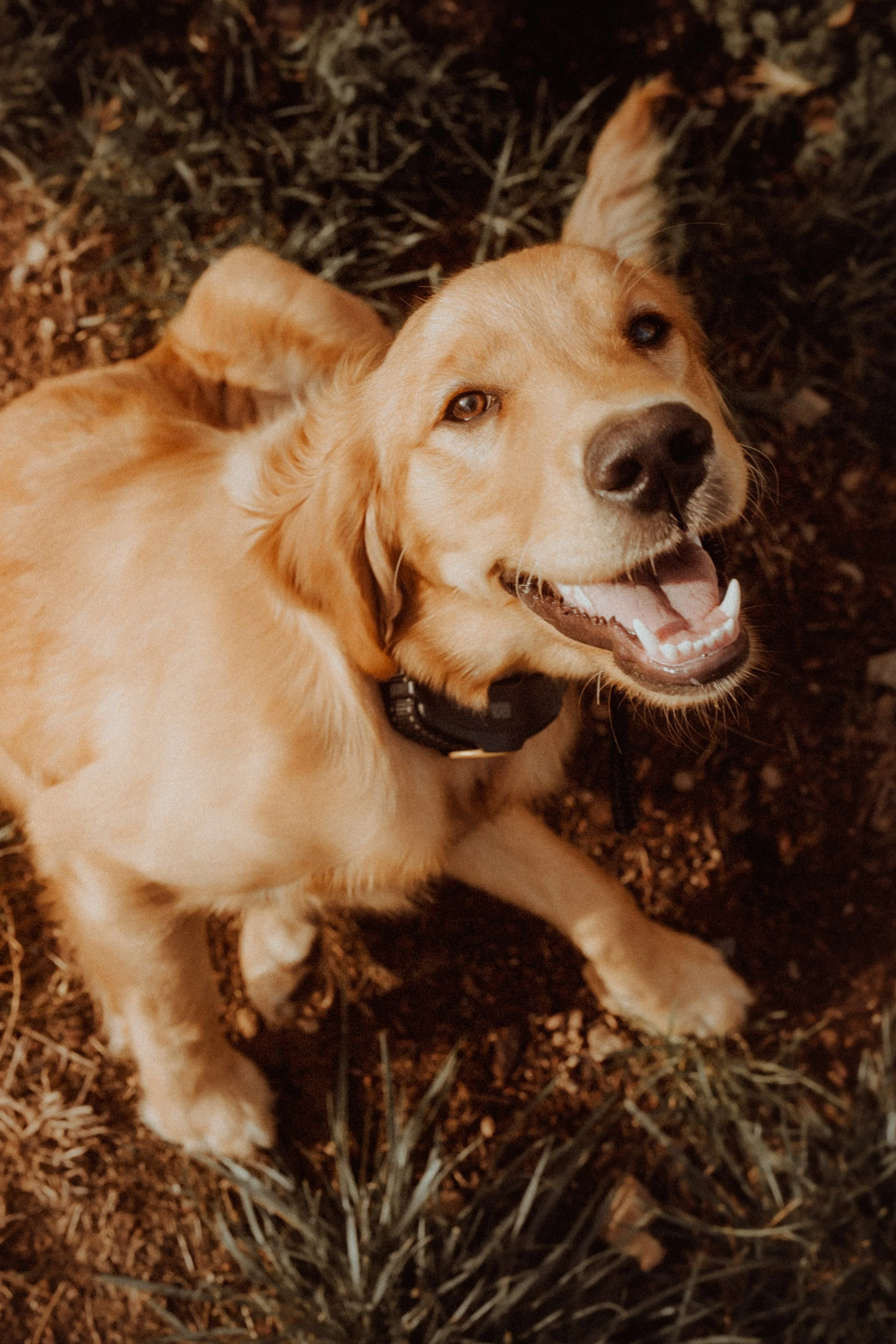 A happy golden retriever lying on the ground with a big smile, looking up at the camera. The ground is covered with dry grass and dirt.