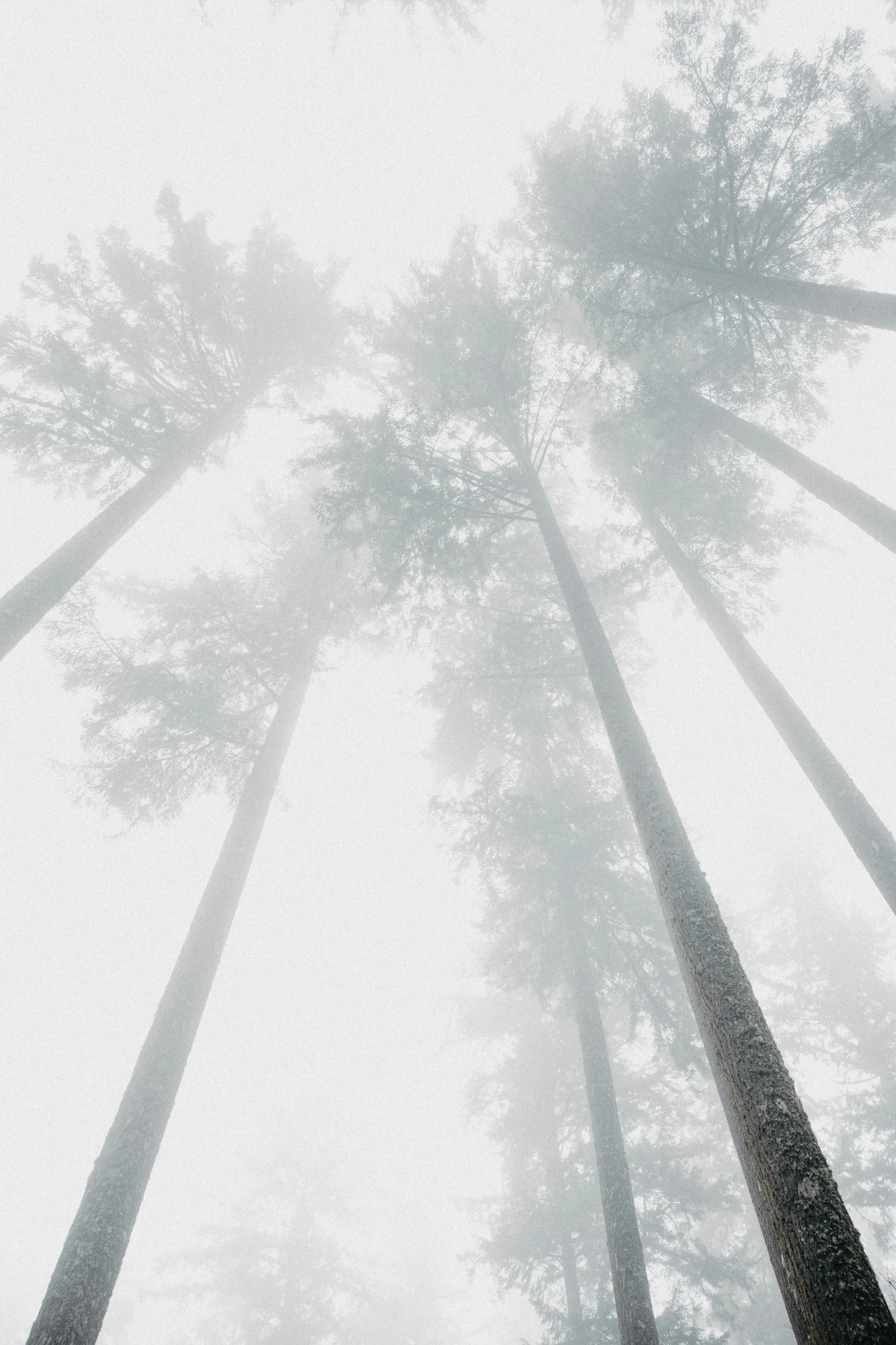 Tall pine trees reaching into a foggy, overcast sky with limited visibility.
