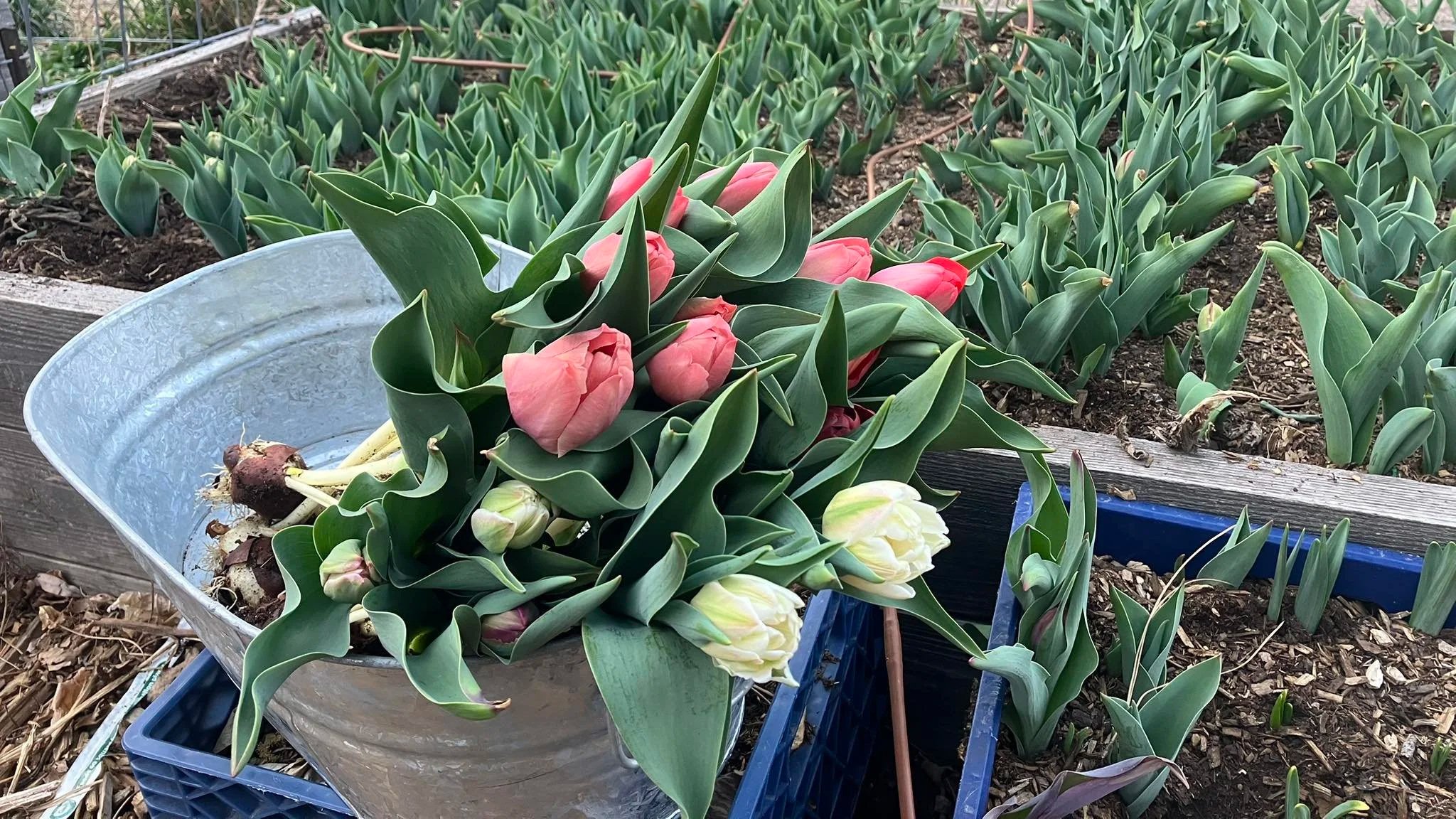 tulips.jpg